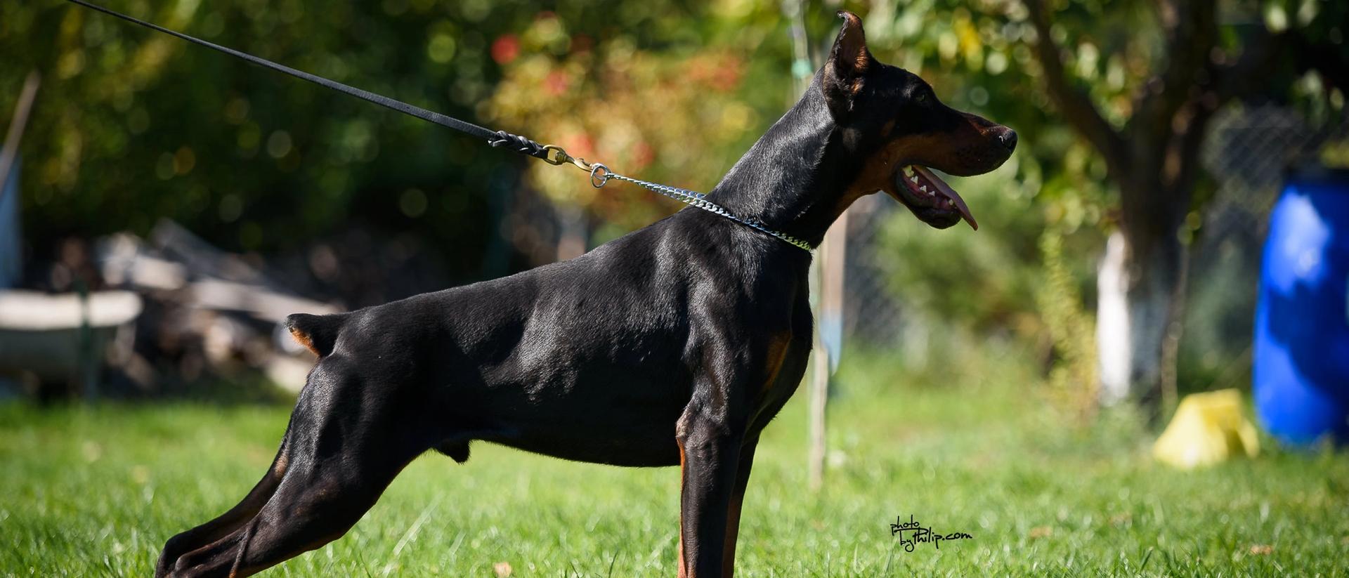 doberman-leese