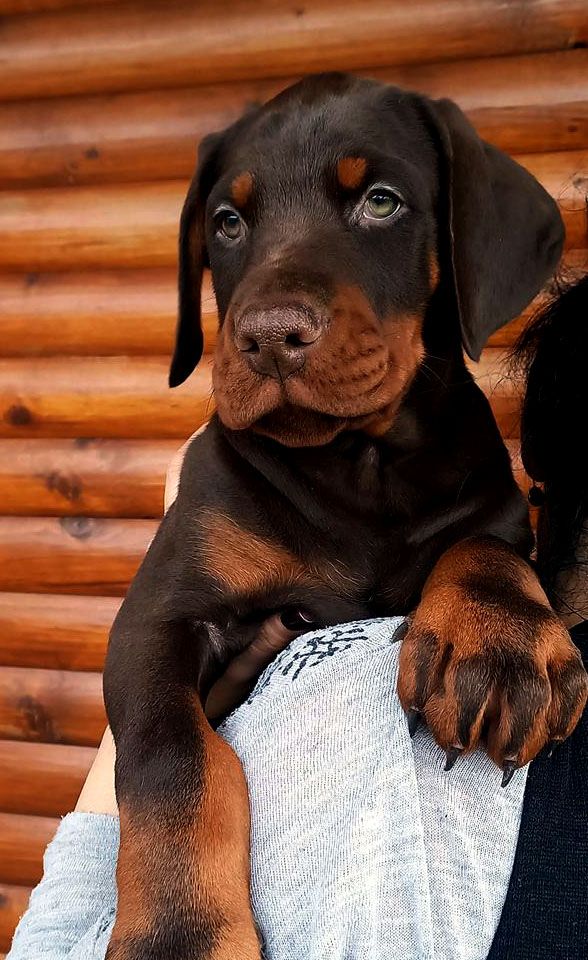 doberman-puppy-3