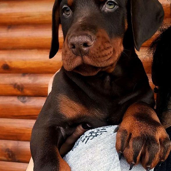 doberman-puppy-3