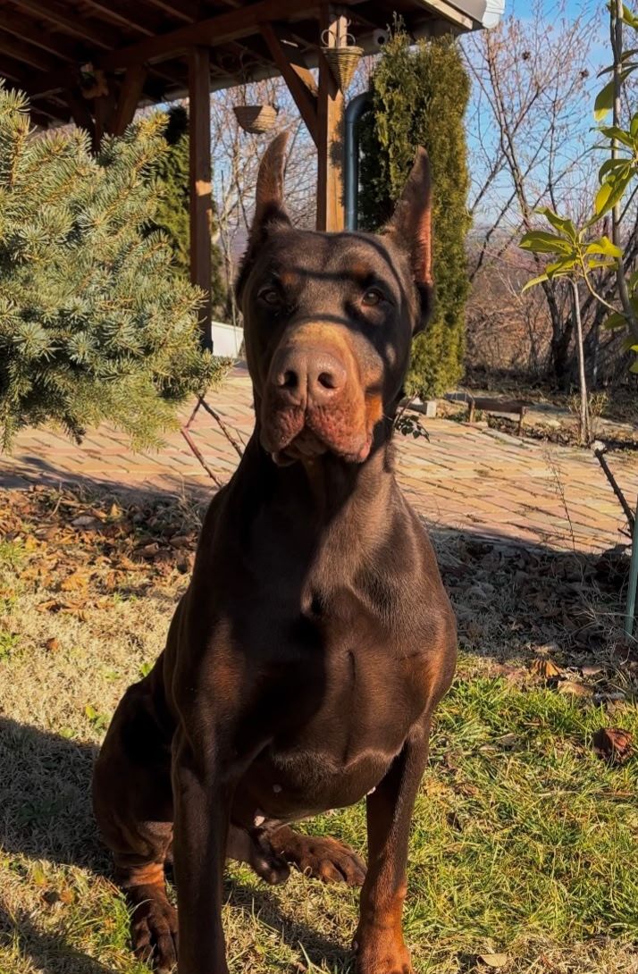 Najk - Doberman šampion iz Armageddon Angels kennela, mužjak
