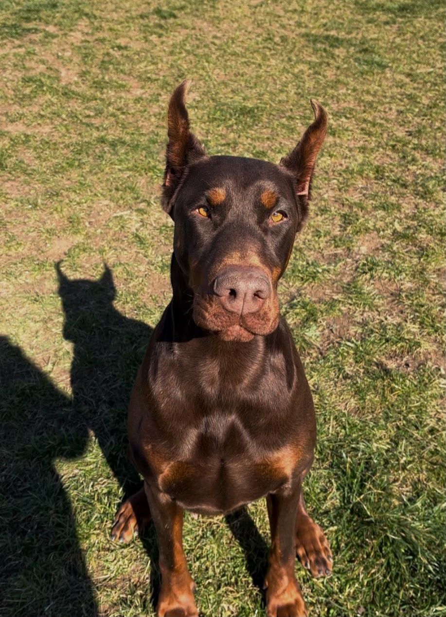 Nika - Doberman šampion iz Armageddon Angels kennela, ženka