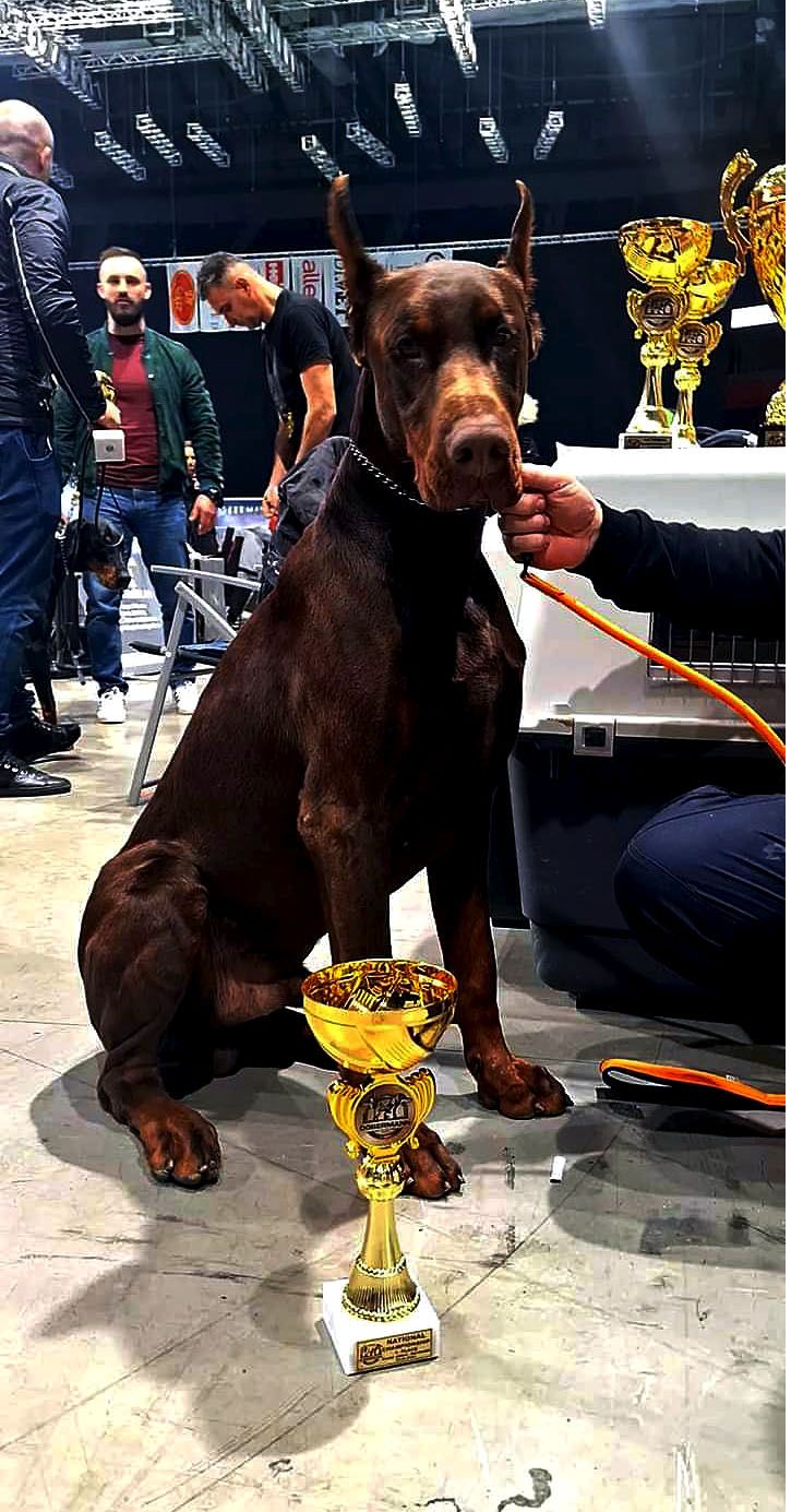 doberman-champ