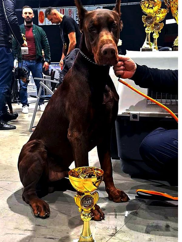 doberman-champ