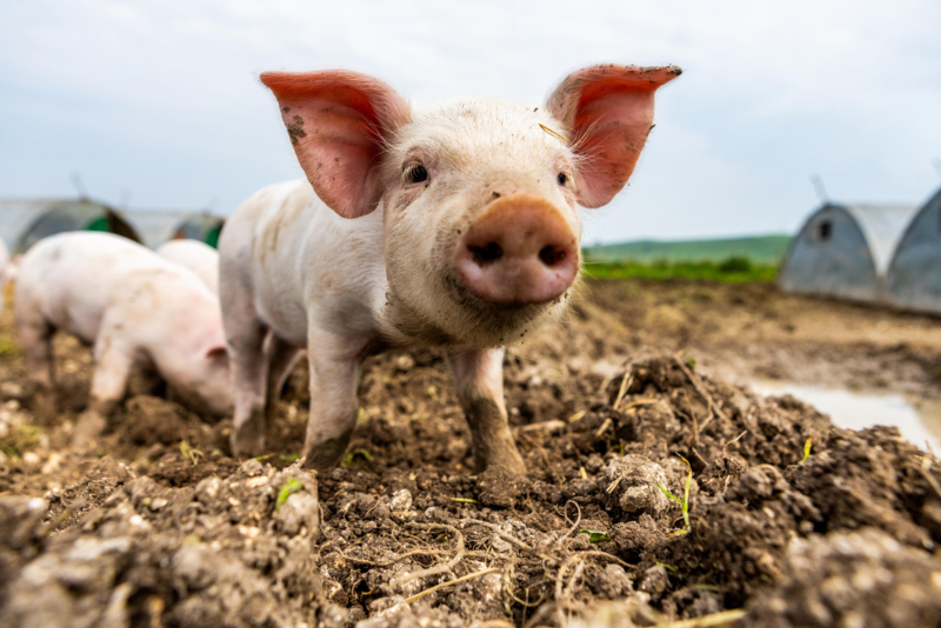 Piglet outside
