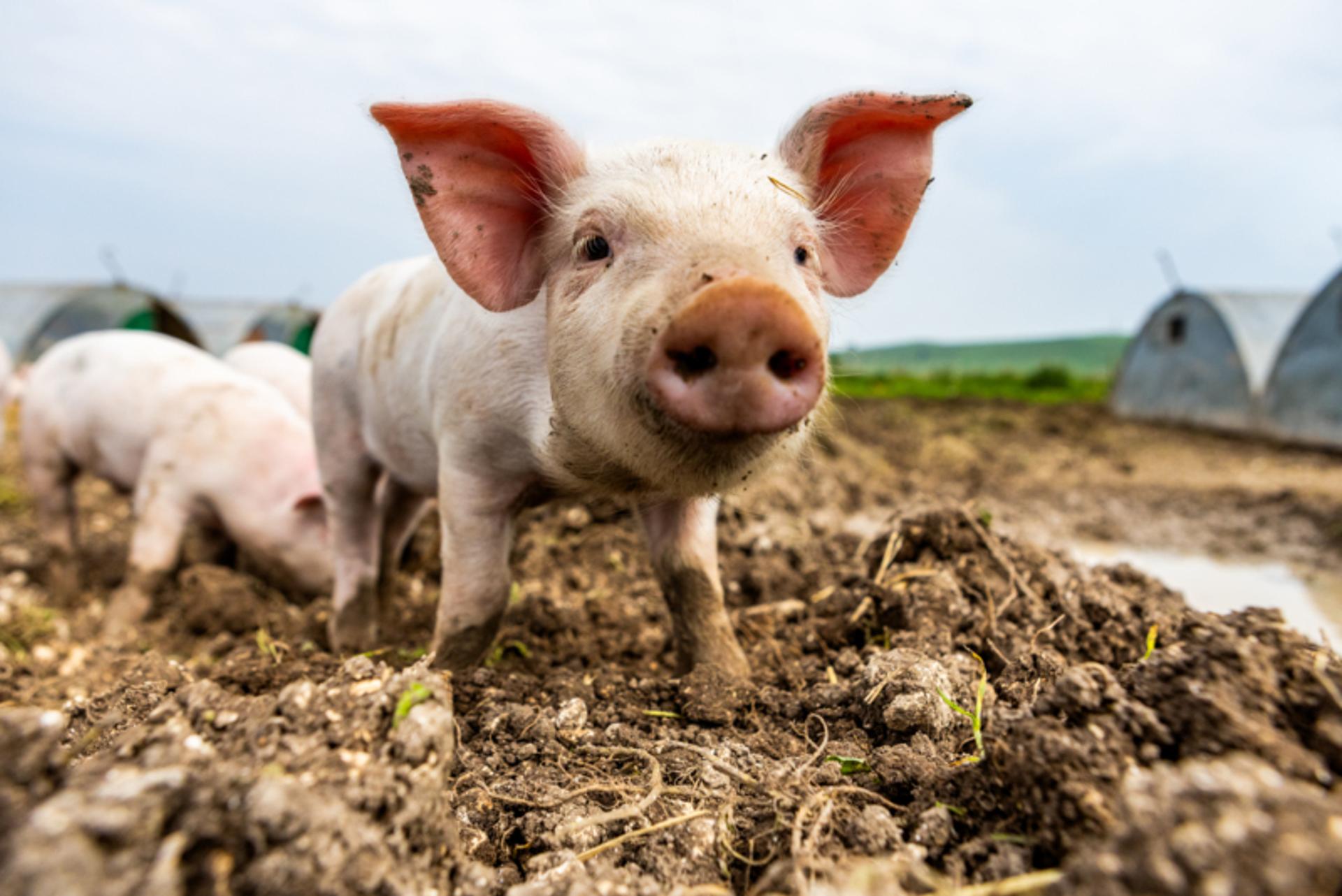 Serious about pig welfare? So are we