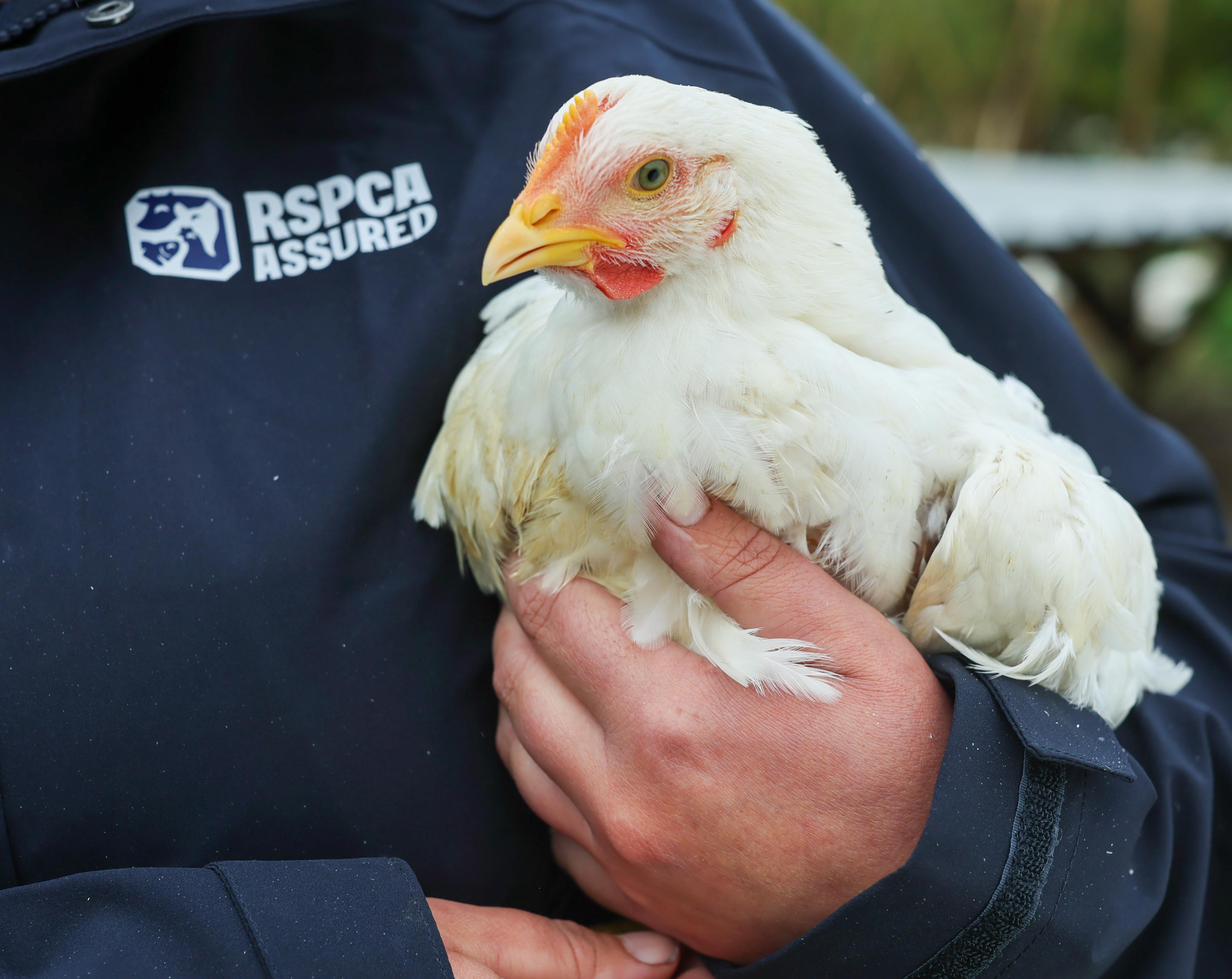 RSPCA Assured chicken