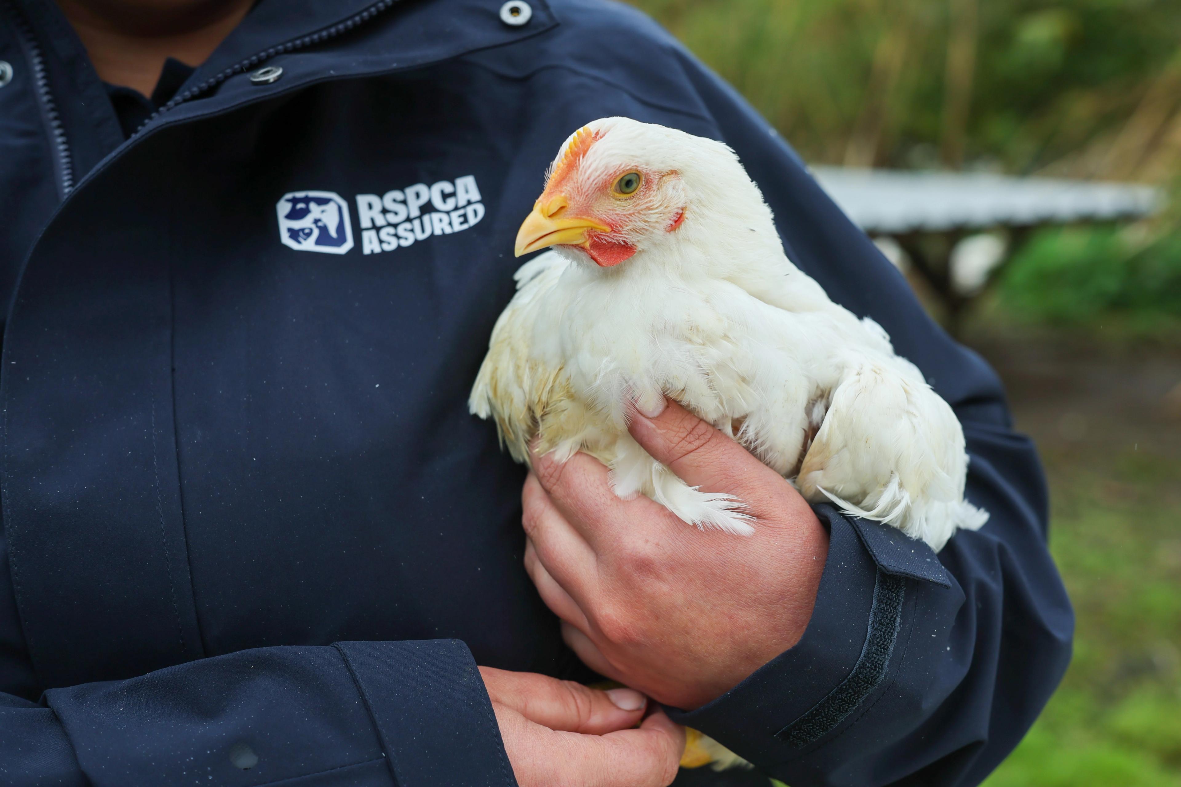 RSPCA Assured chicken