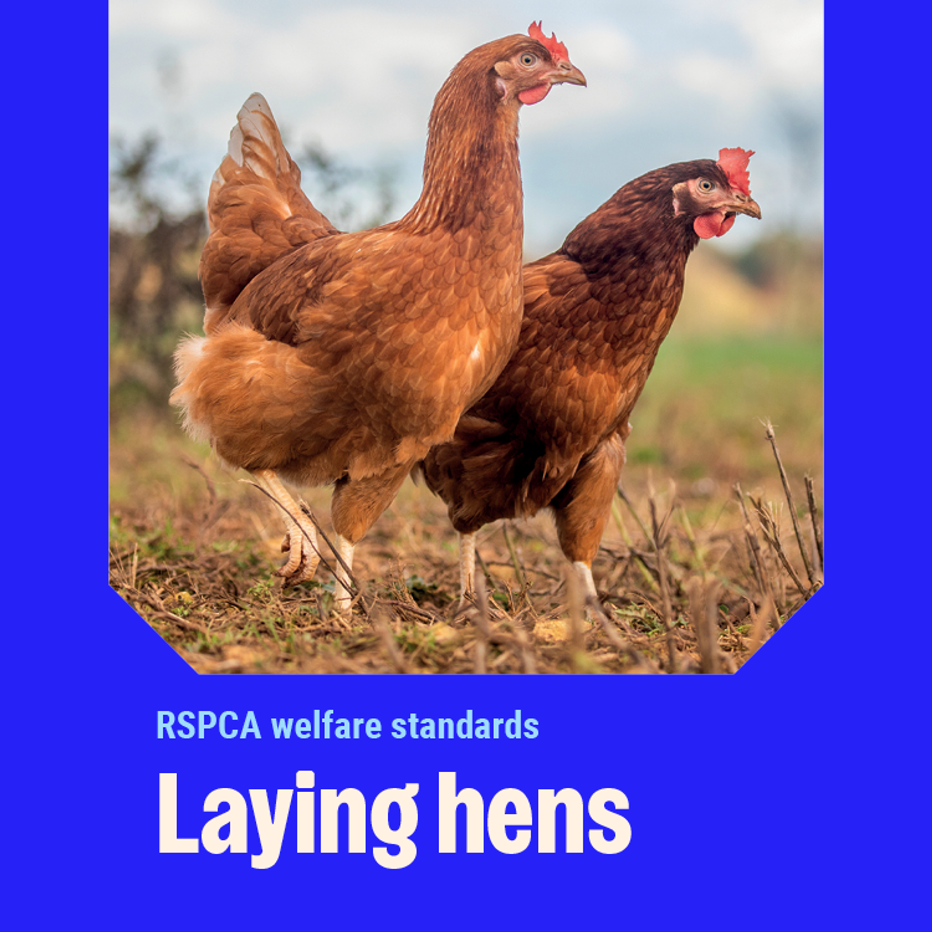 Laying hens