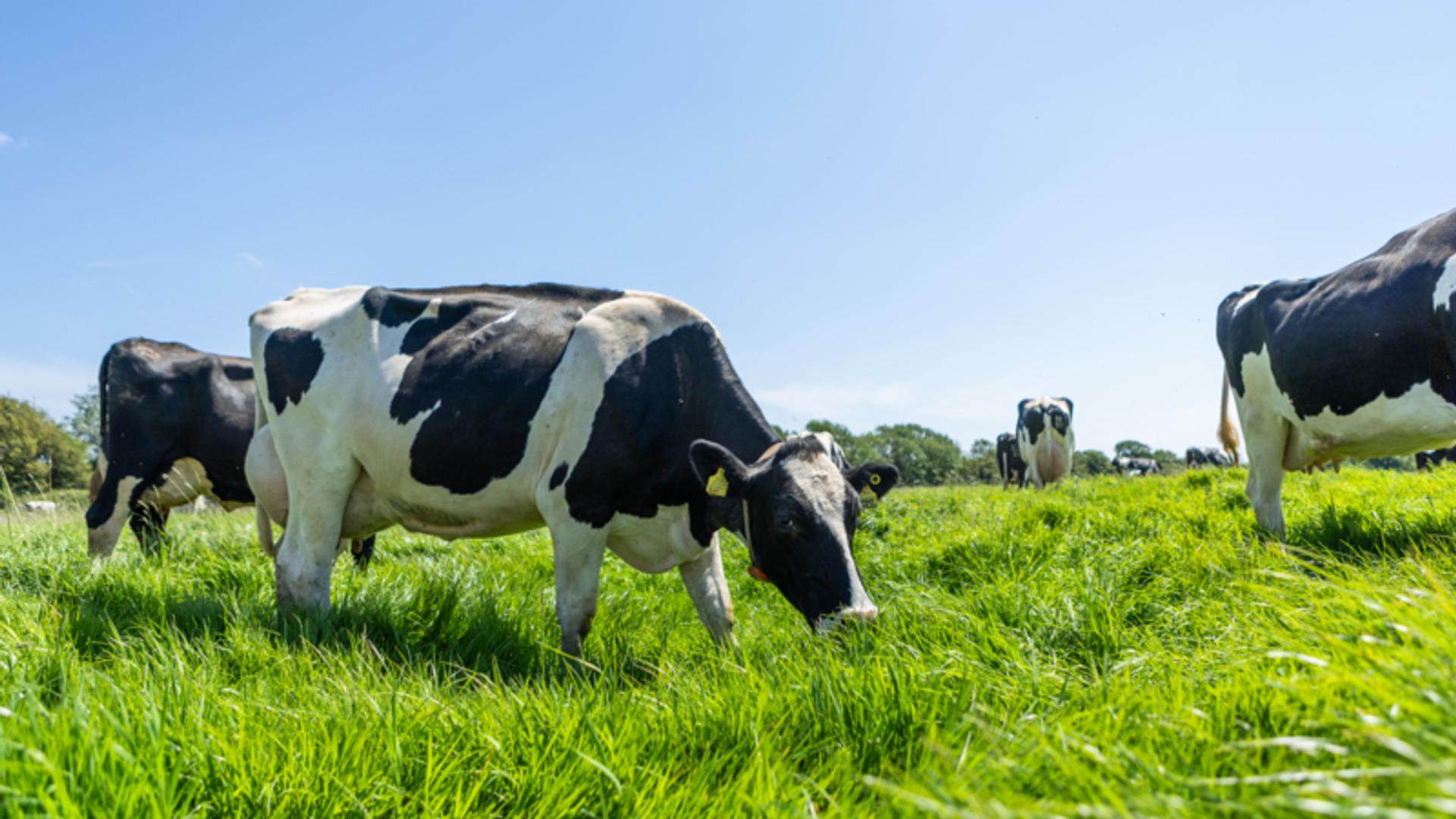 Engaging with Defra on the new bovine TB strategy