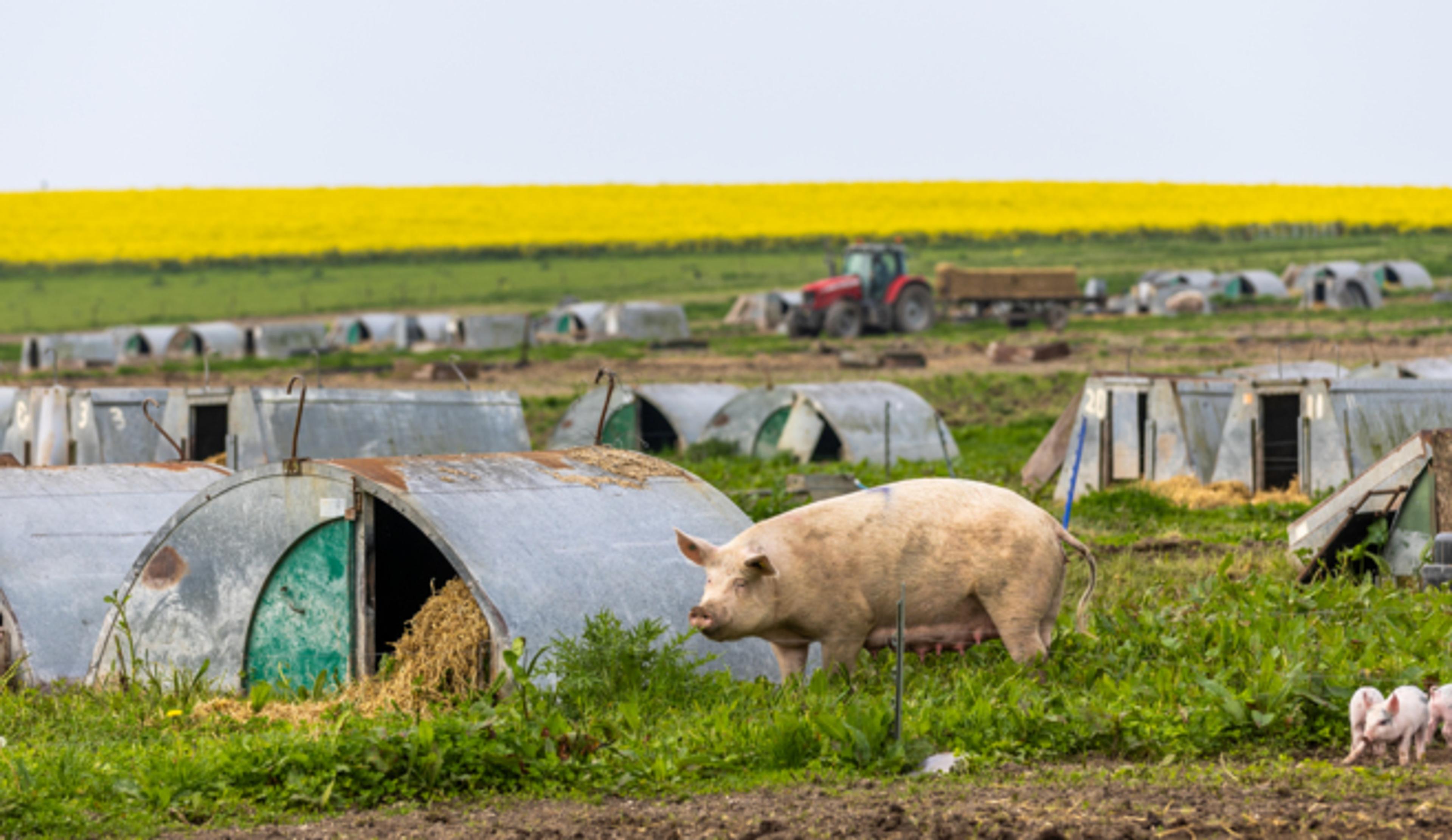 Pigs on large-scale farm