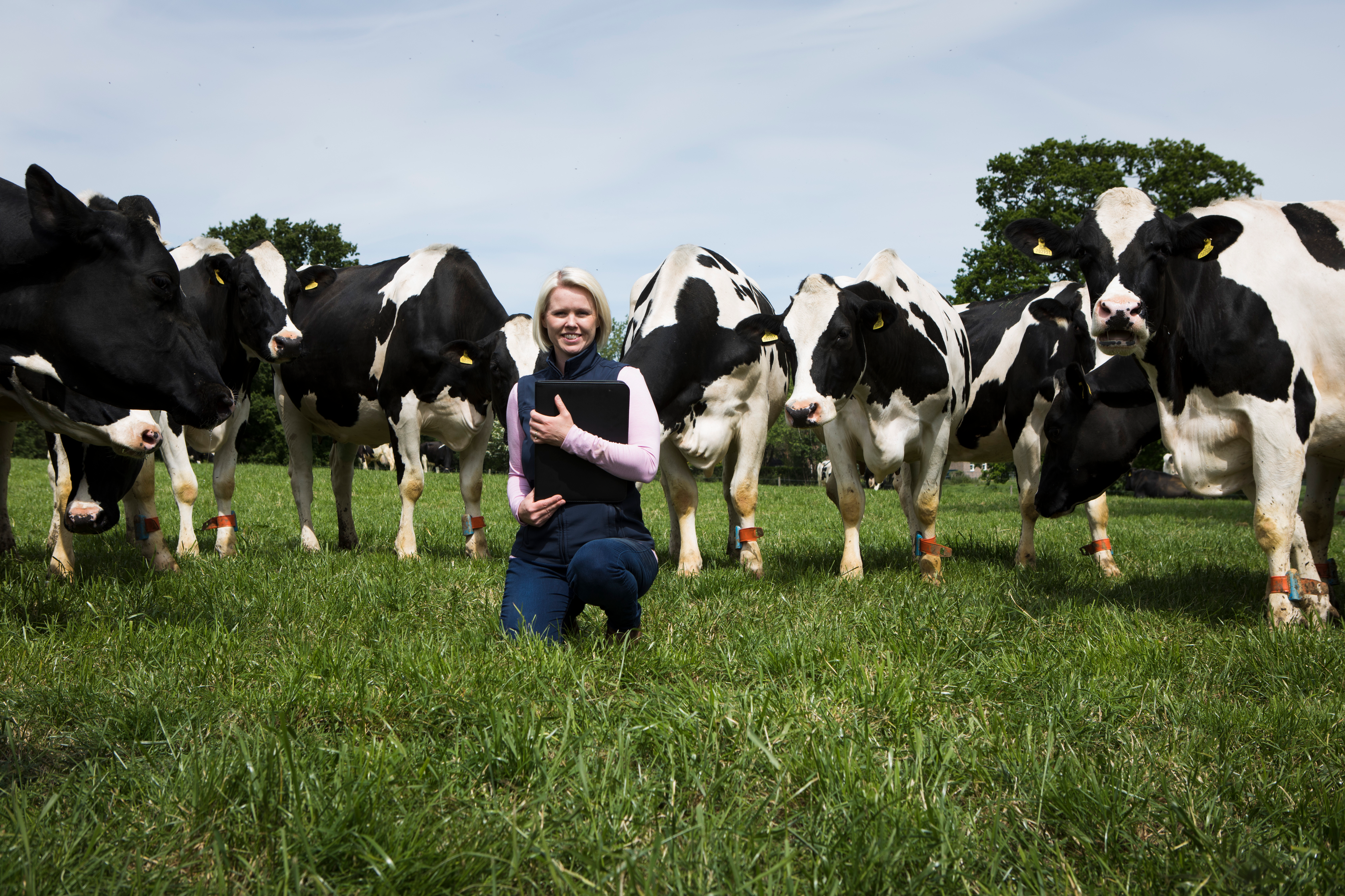 RSPCA Assured and dairy cows