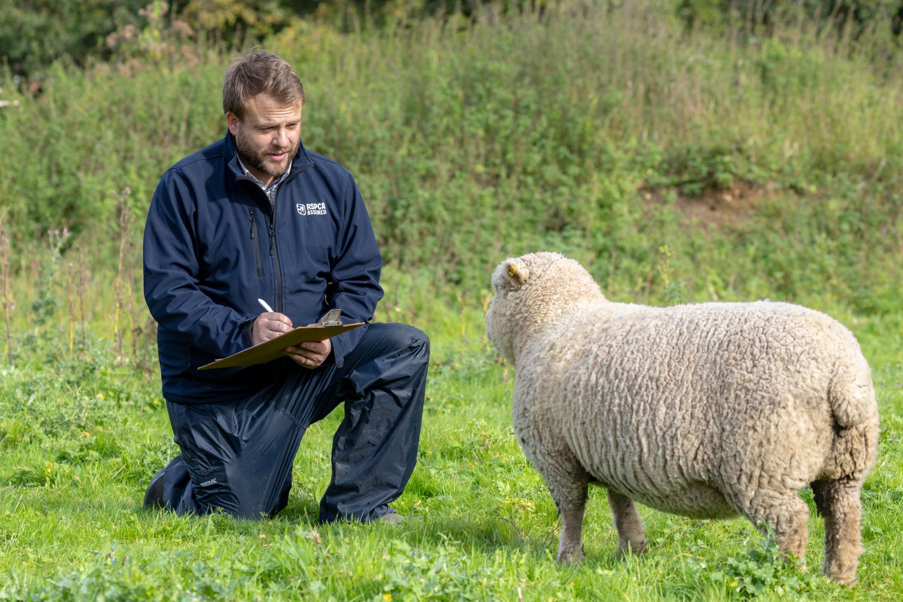 RSPCA Assured assessor on farm with a sheep