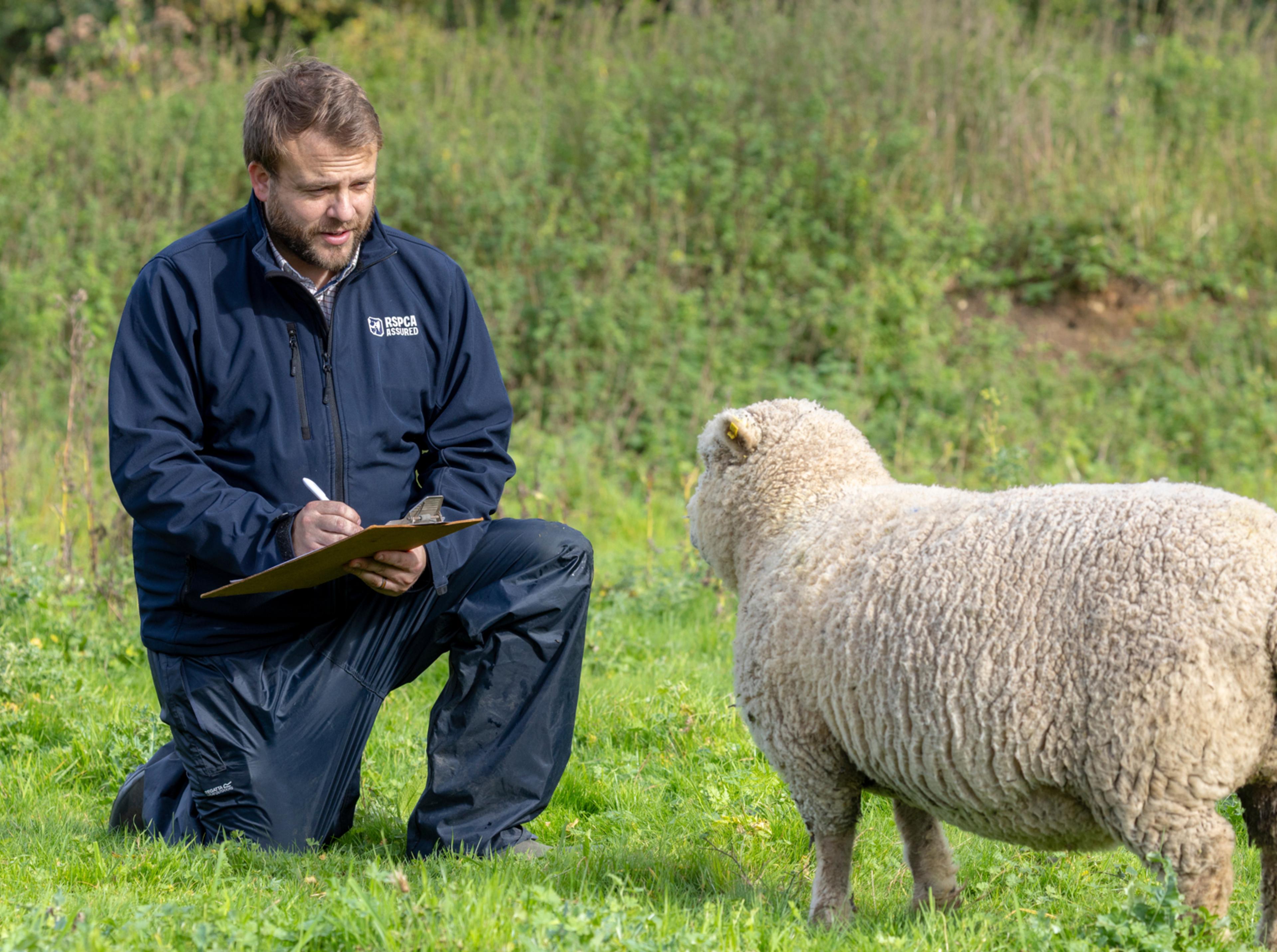 RSPCA Assured assessor on farm with a sheep