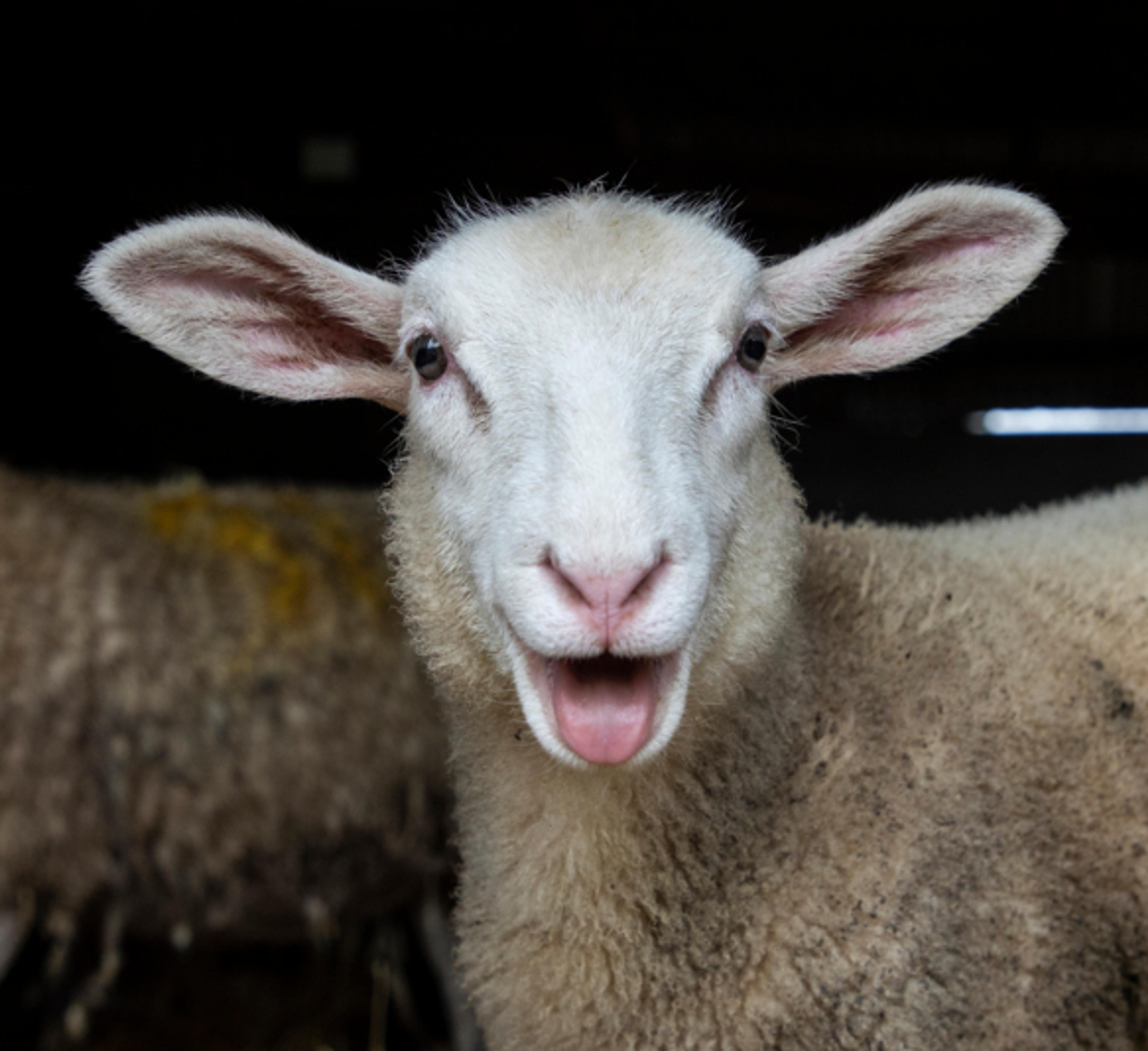 An RSPCA Assured lamb on a farm