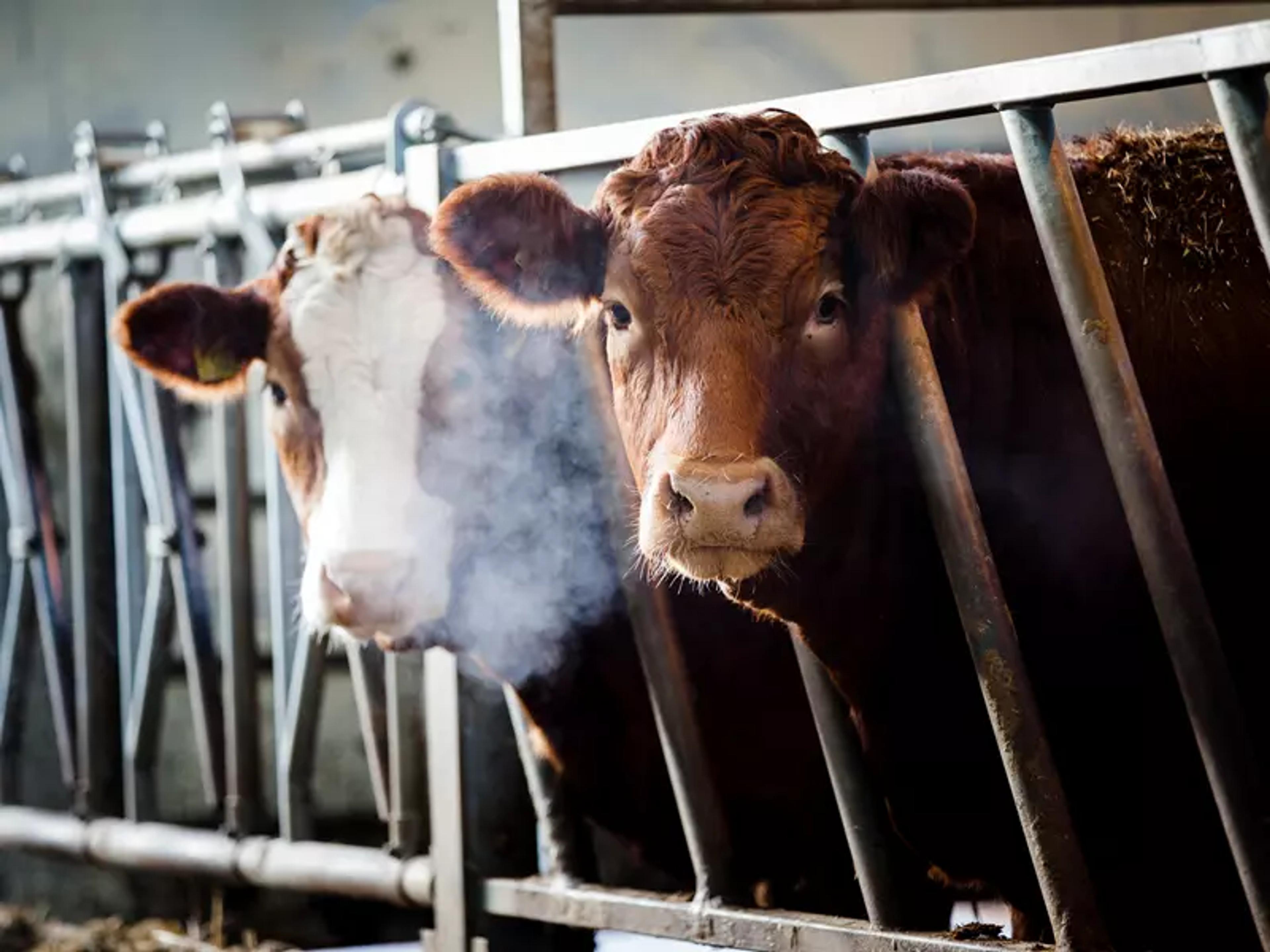 Cows on a farm