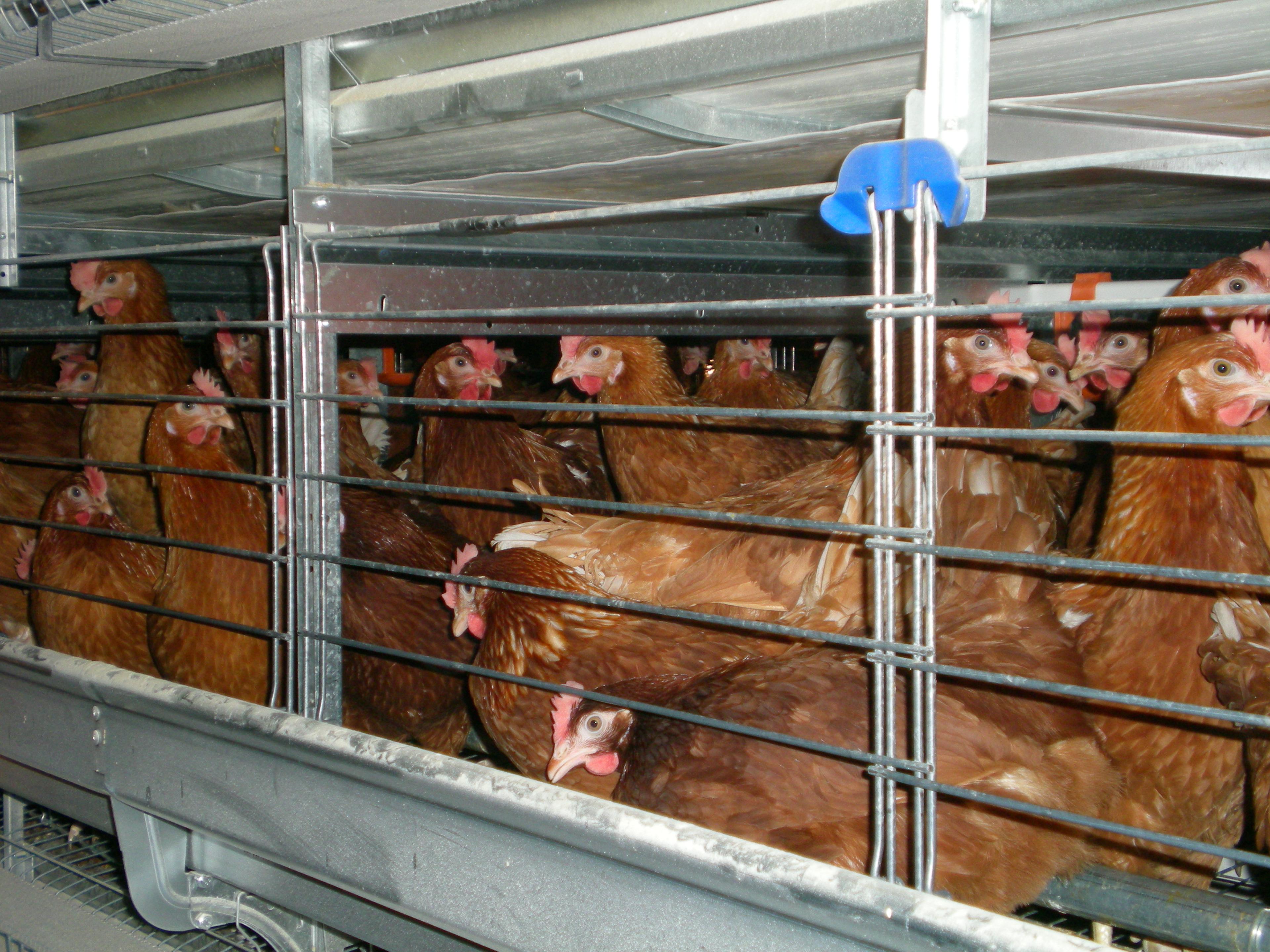 Hens kept in overcrowded battery cages