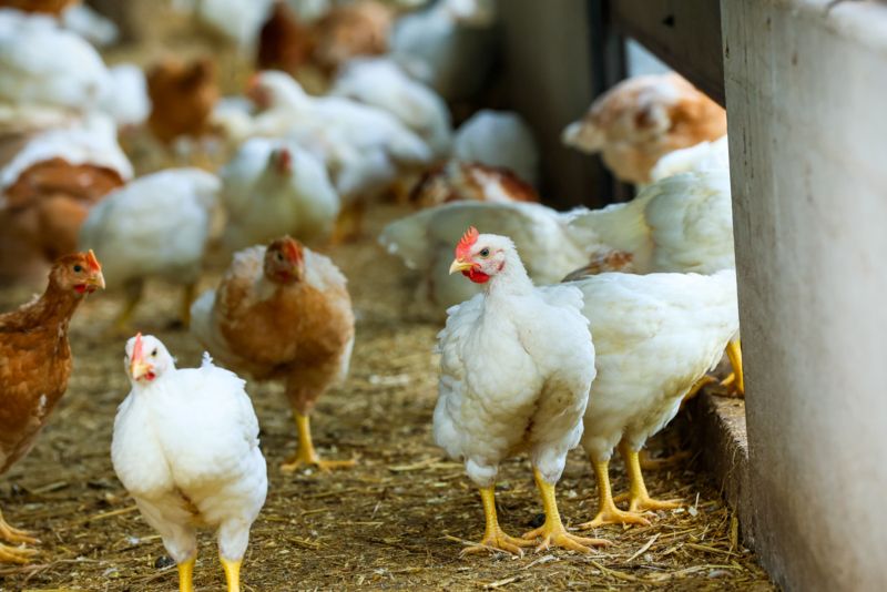 Poultry welfare tips for the AI season