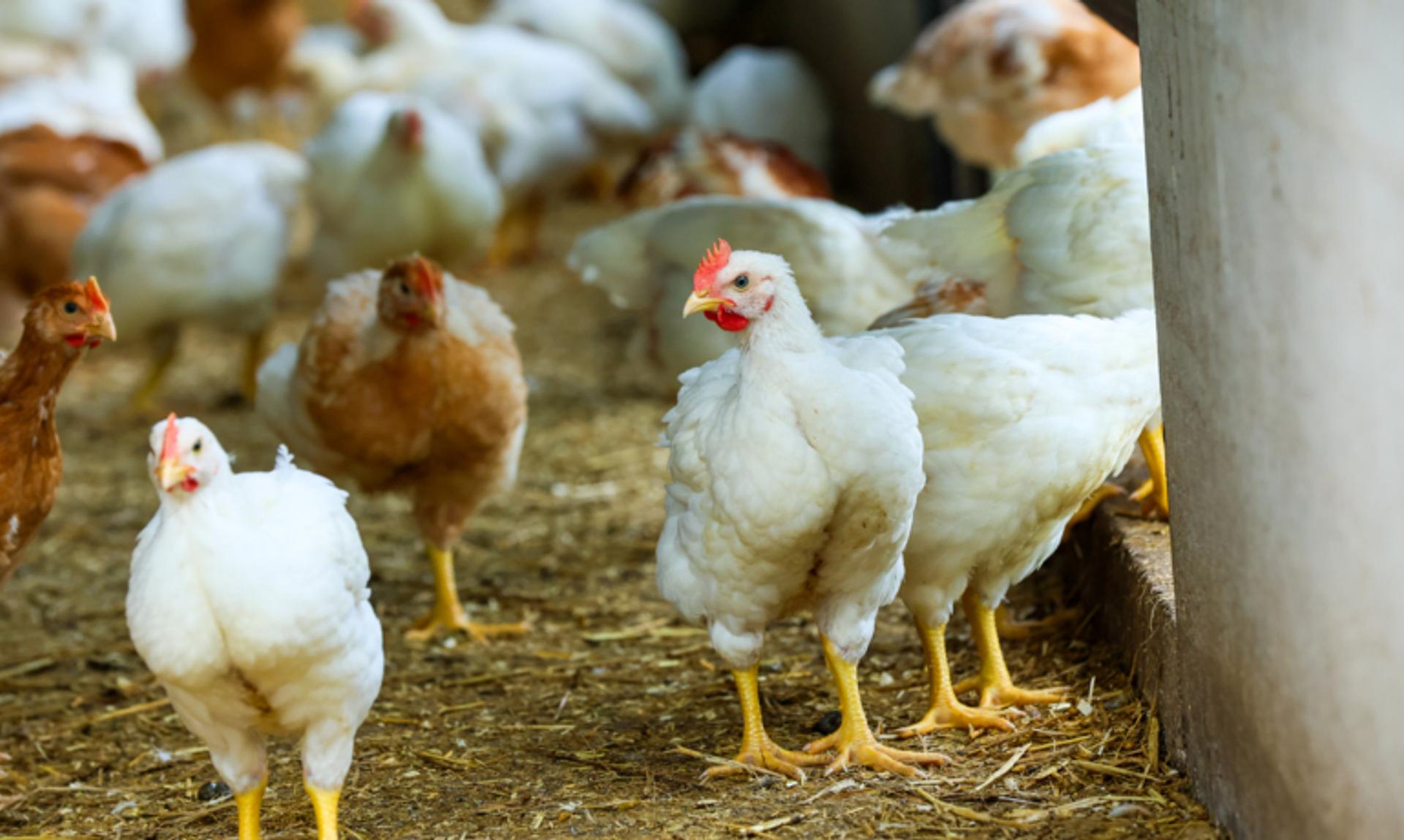 Poultry welfare tips for the AI season