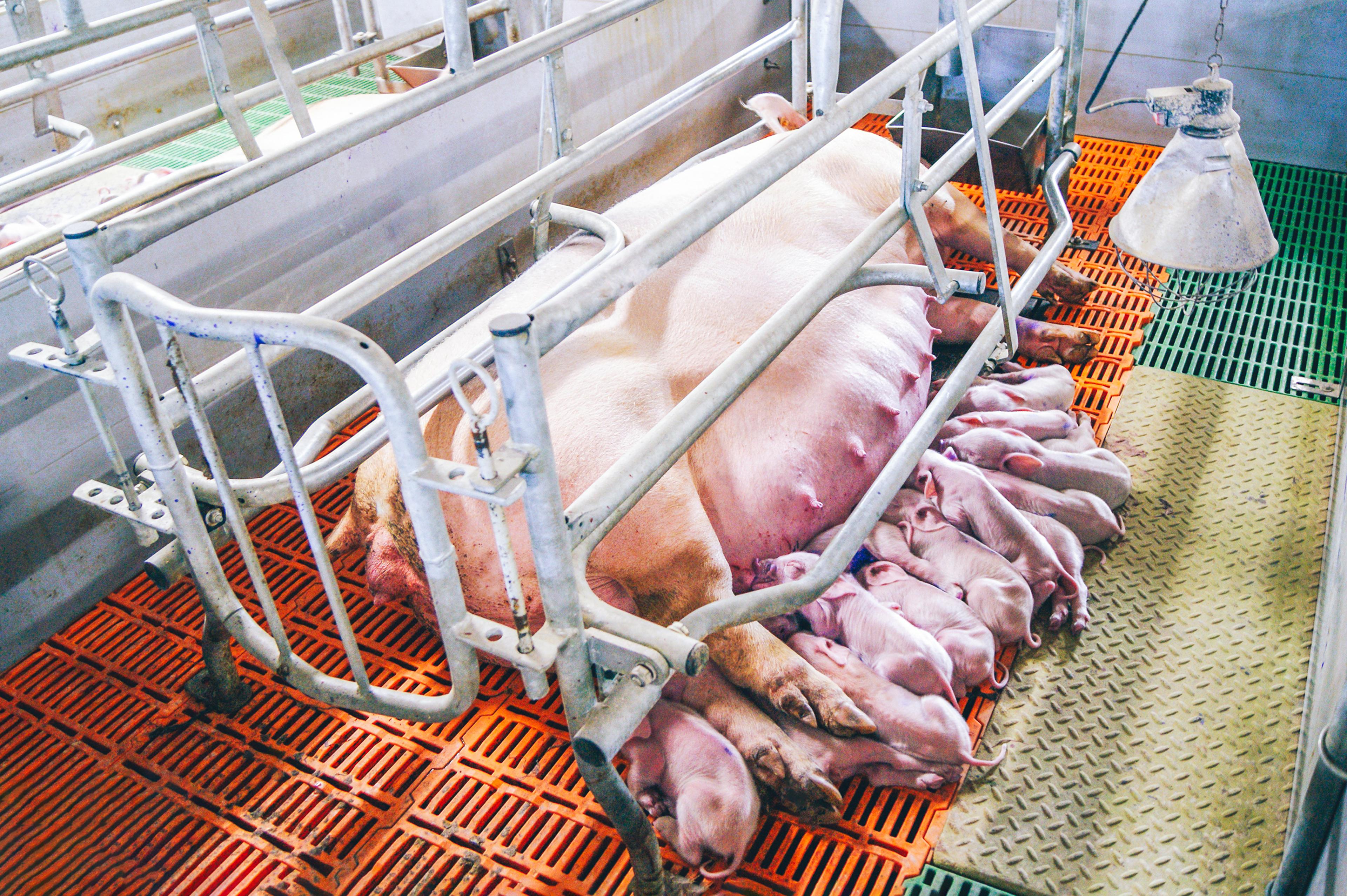 Farrowing crates