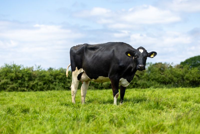 Information for ruminant members