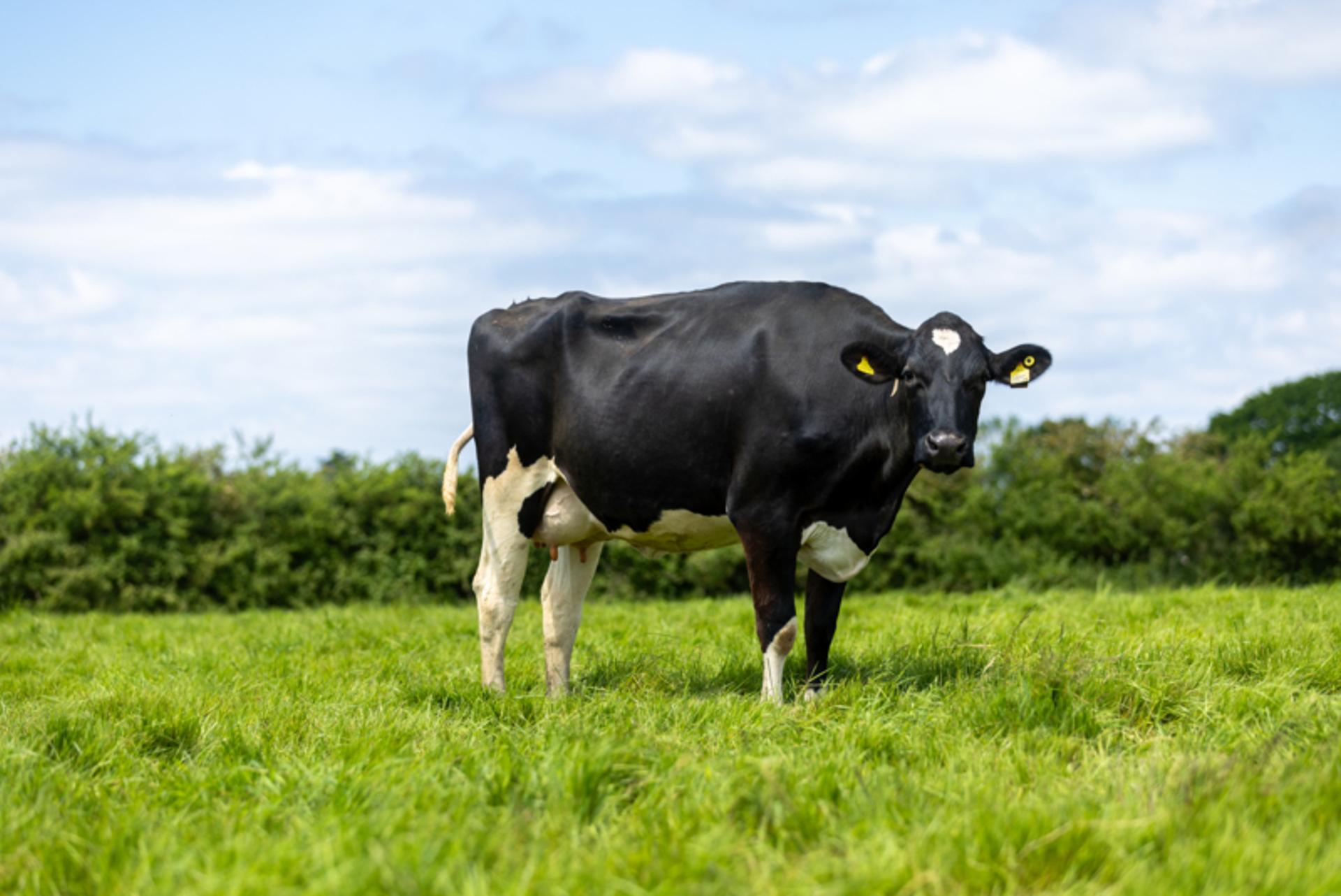 Dairy cattle outwintering