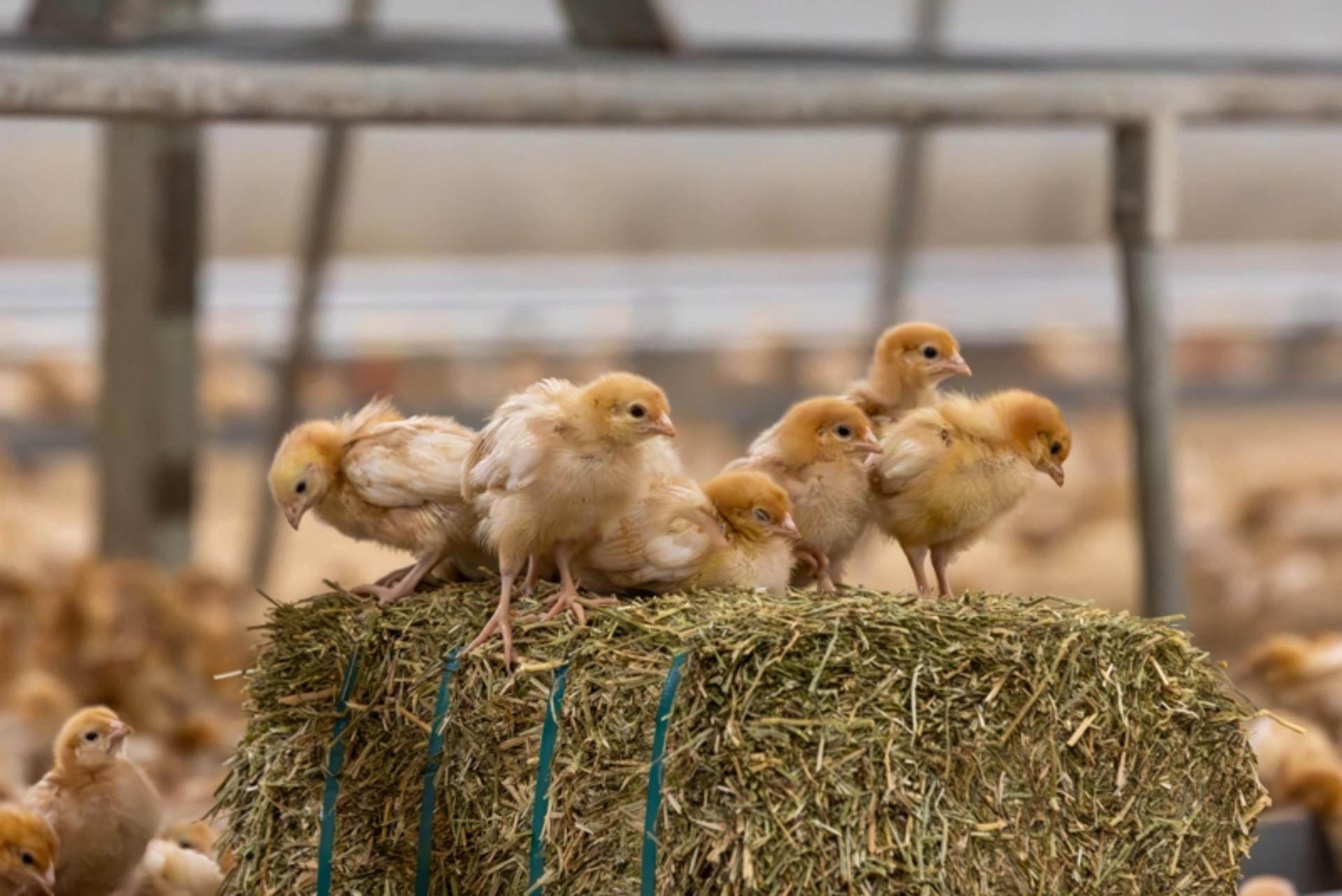 Aviary rearing chick placements