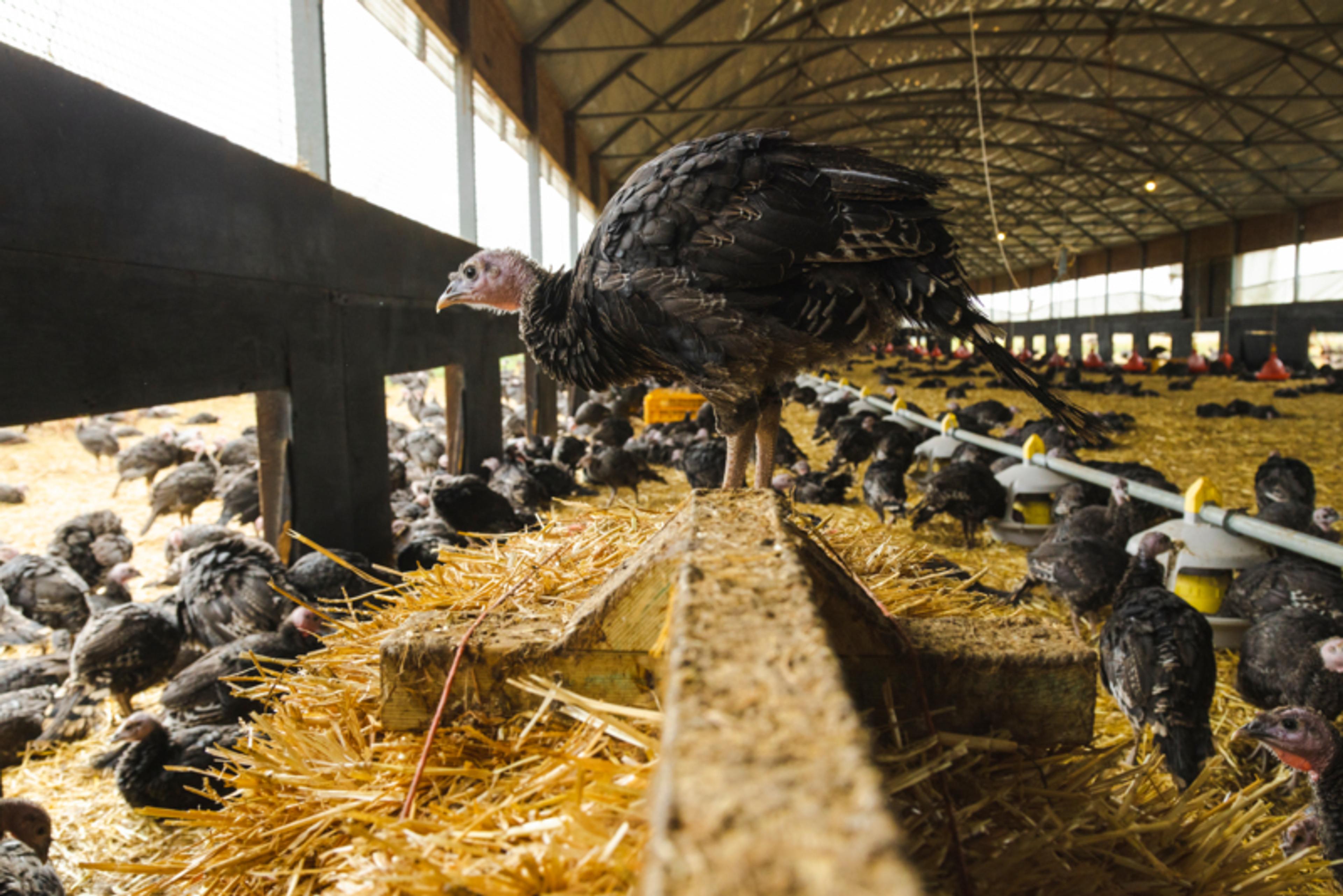 RSPCA Assured turkey on a farm