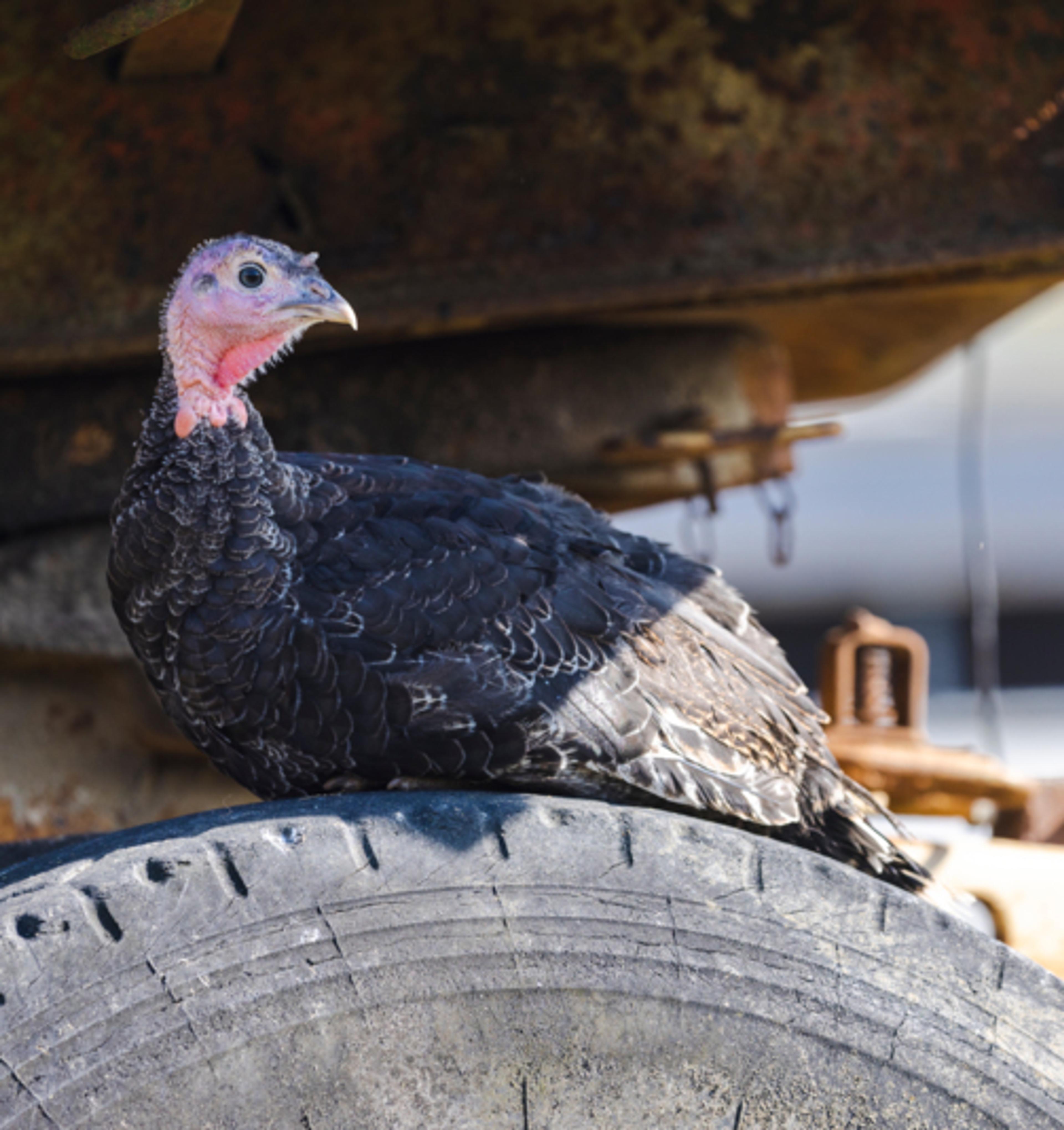 Higher welfare turkey taking shade