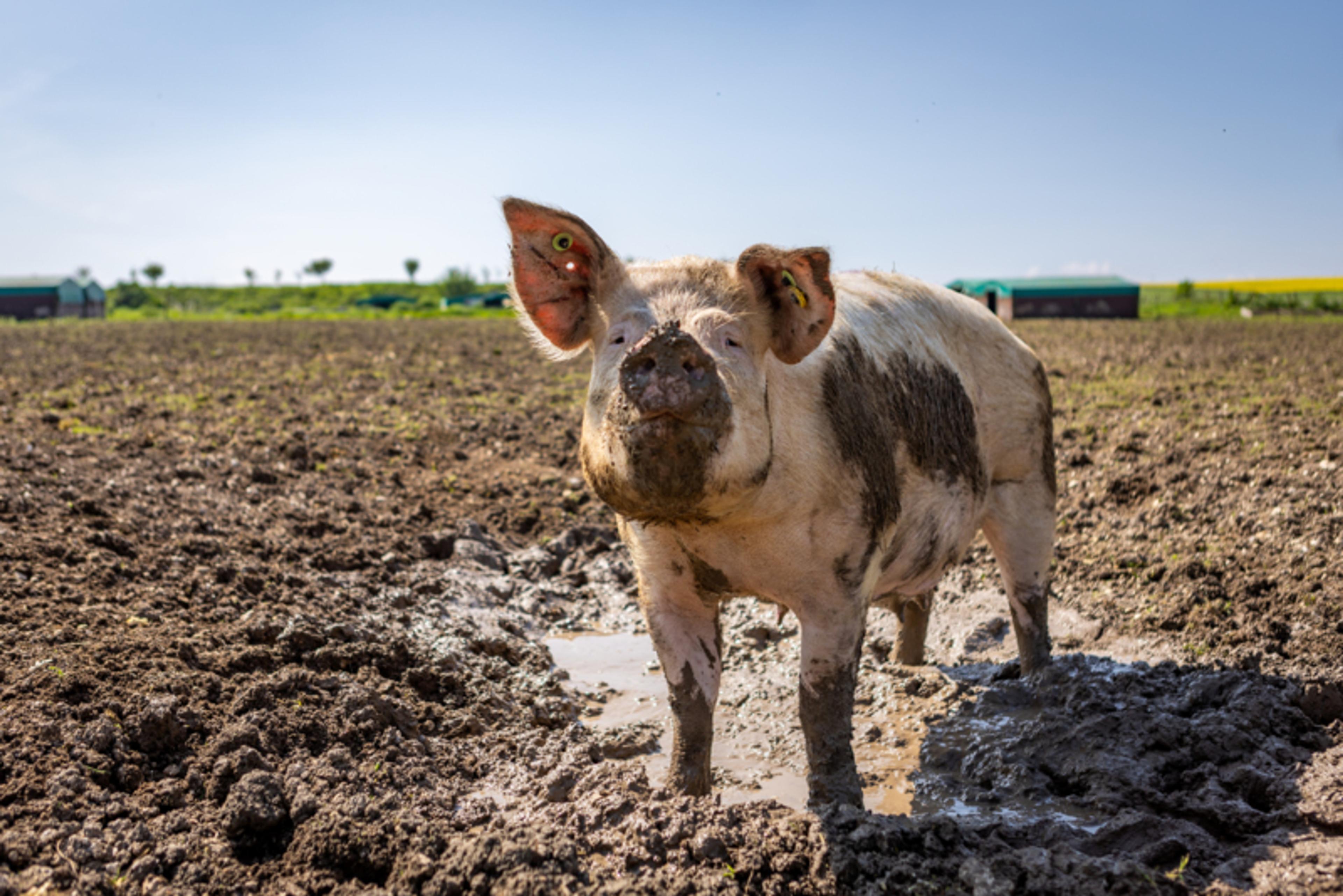 Pig wallowing in mud on a farm