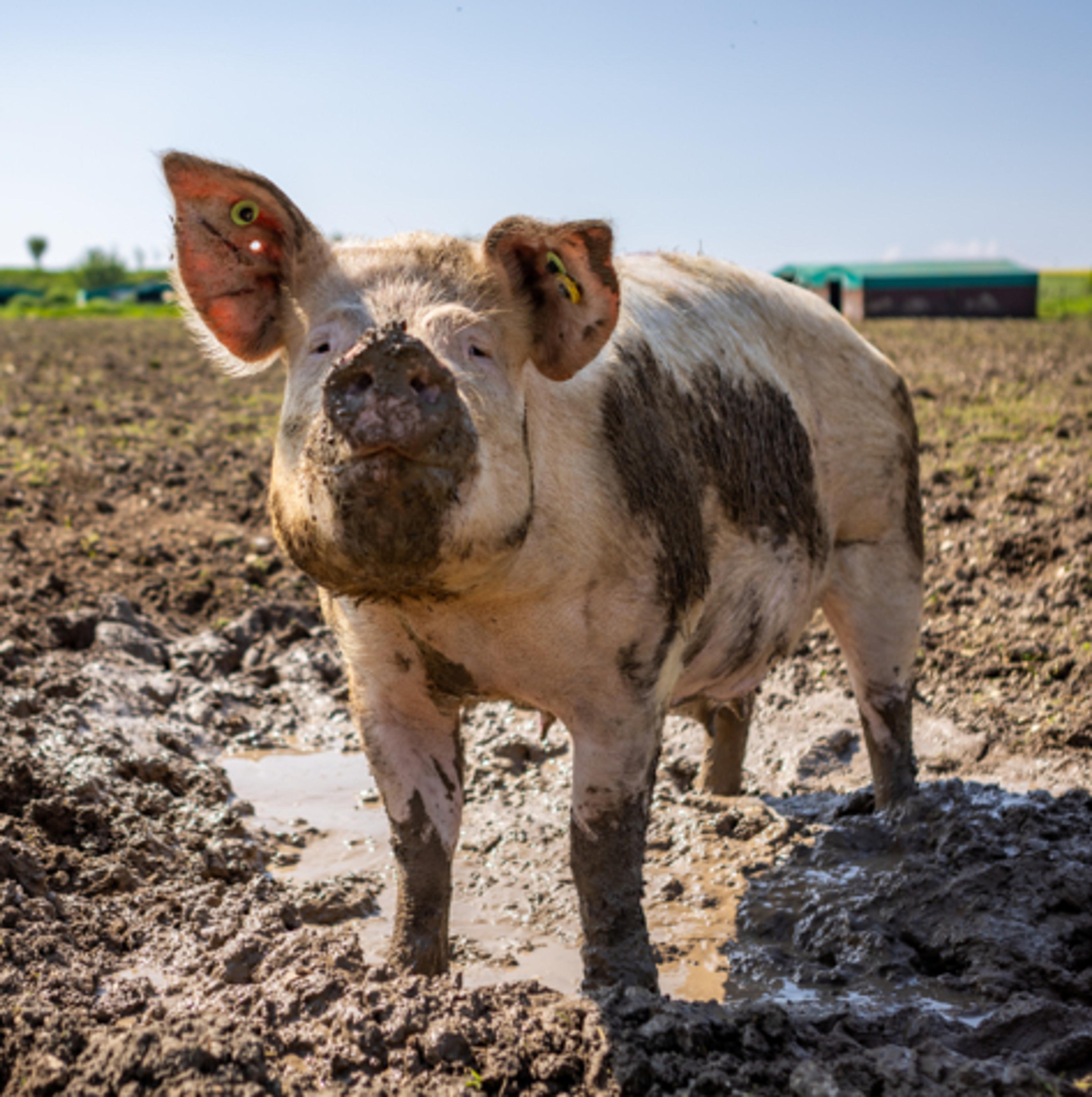 A little-known fact about pigs