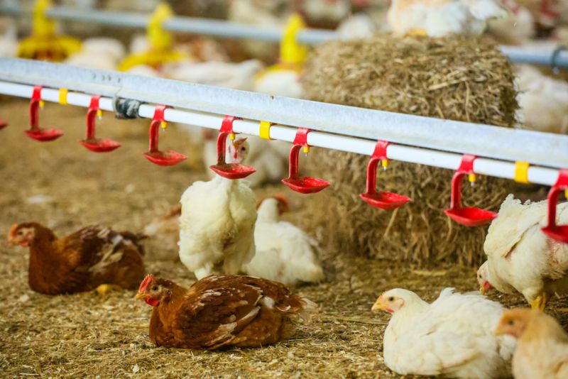 Avian influenza: advice and support for RSPCA Assured members
