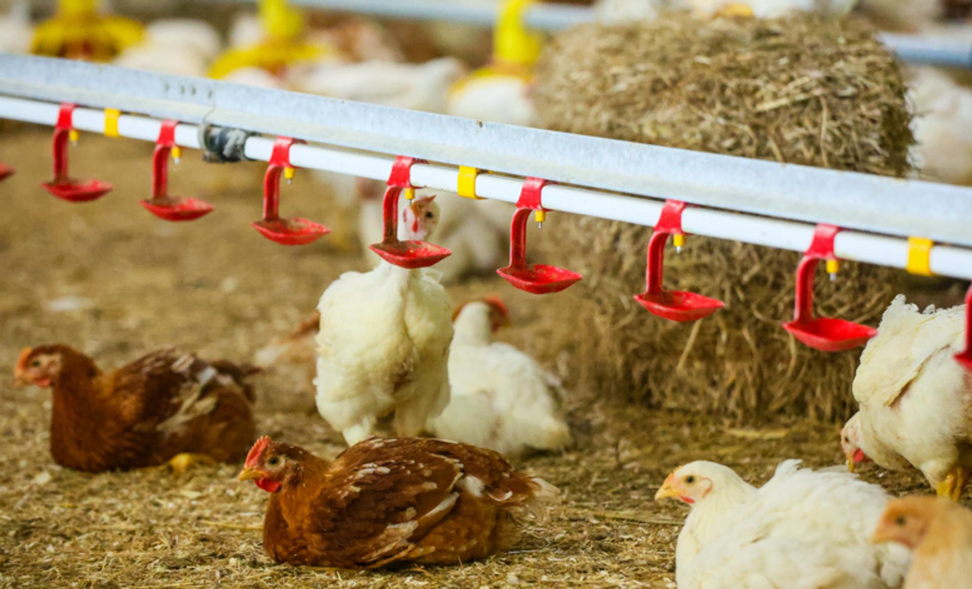 Avian influenza: advice and support for RSPCA Assured members