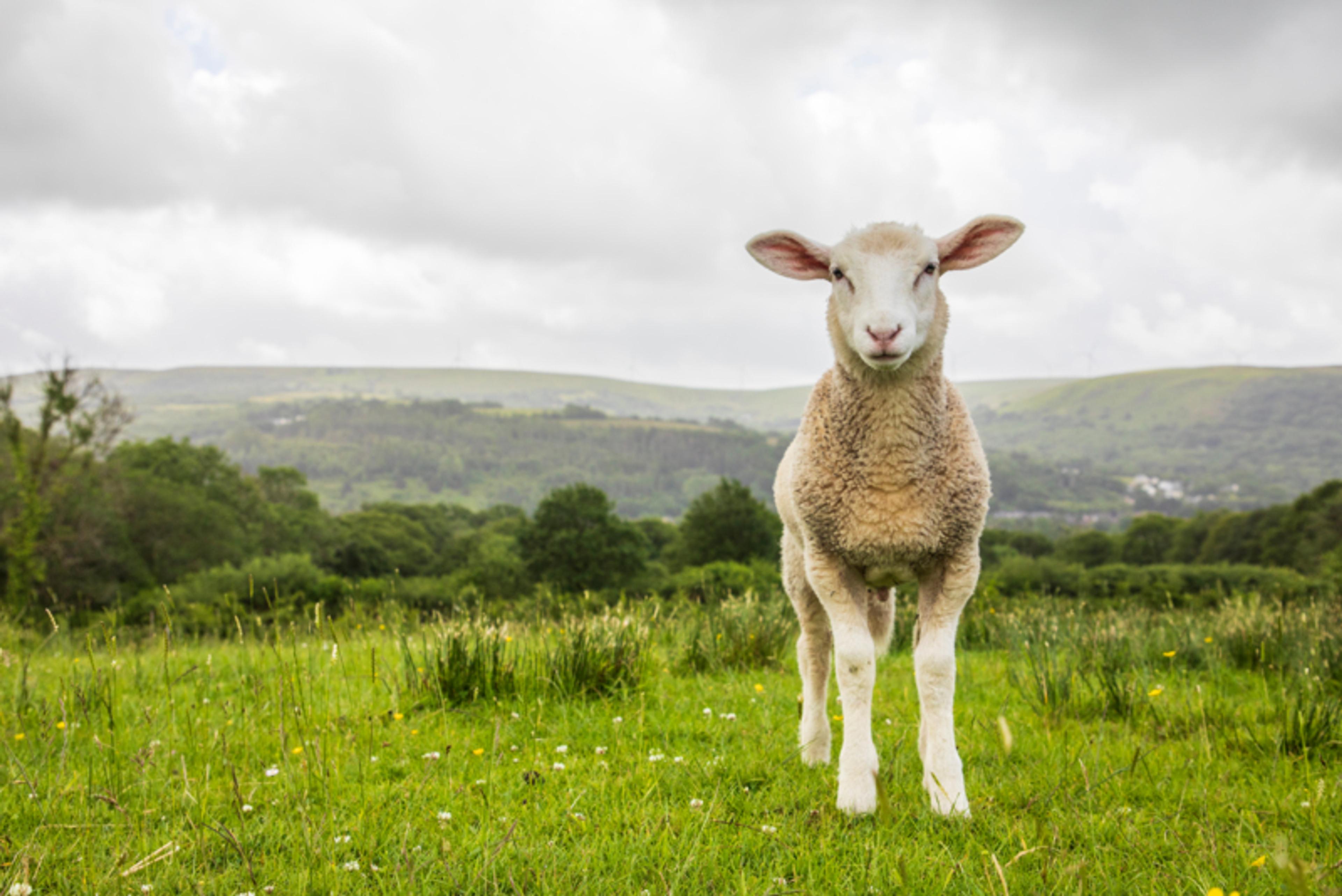 An RSPCA Assured lamb in a field