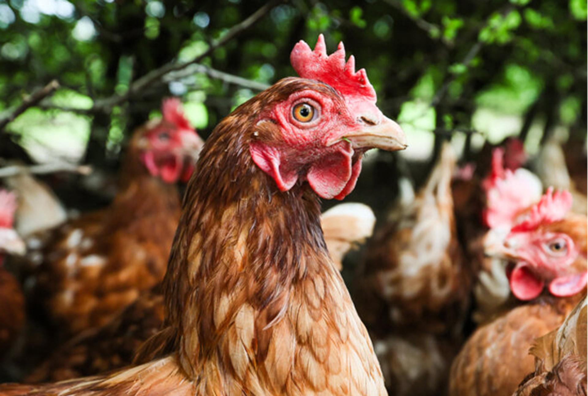 Hens outside undercover