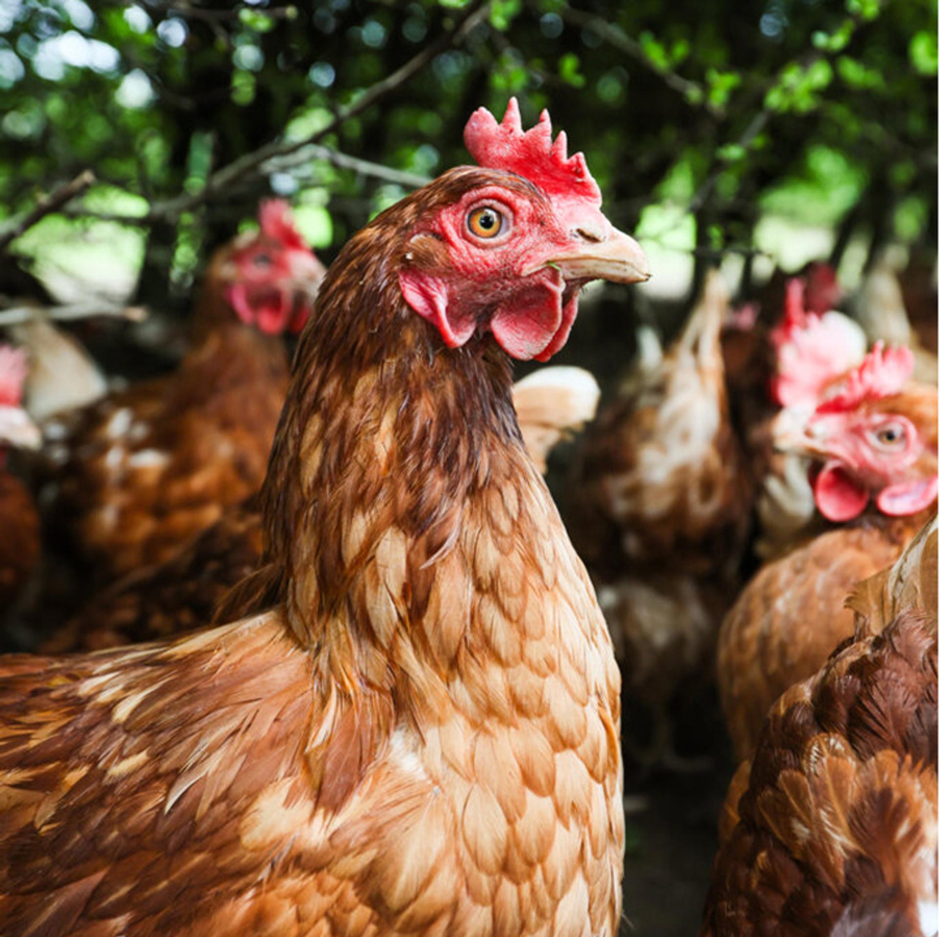 Hens outside undercover