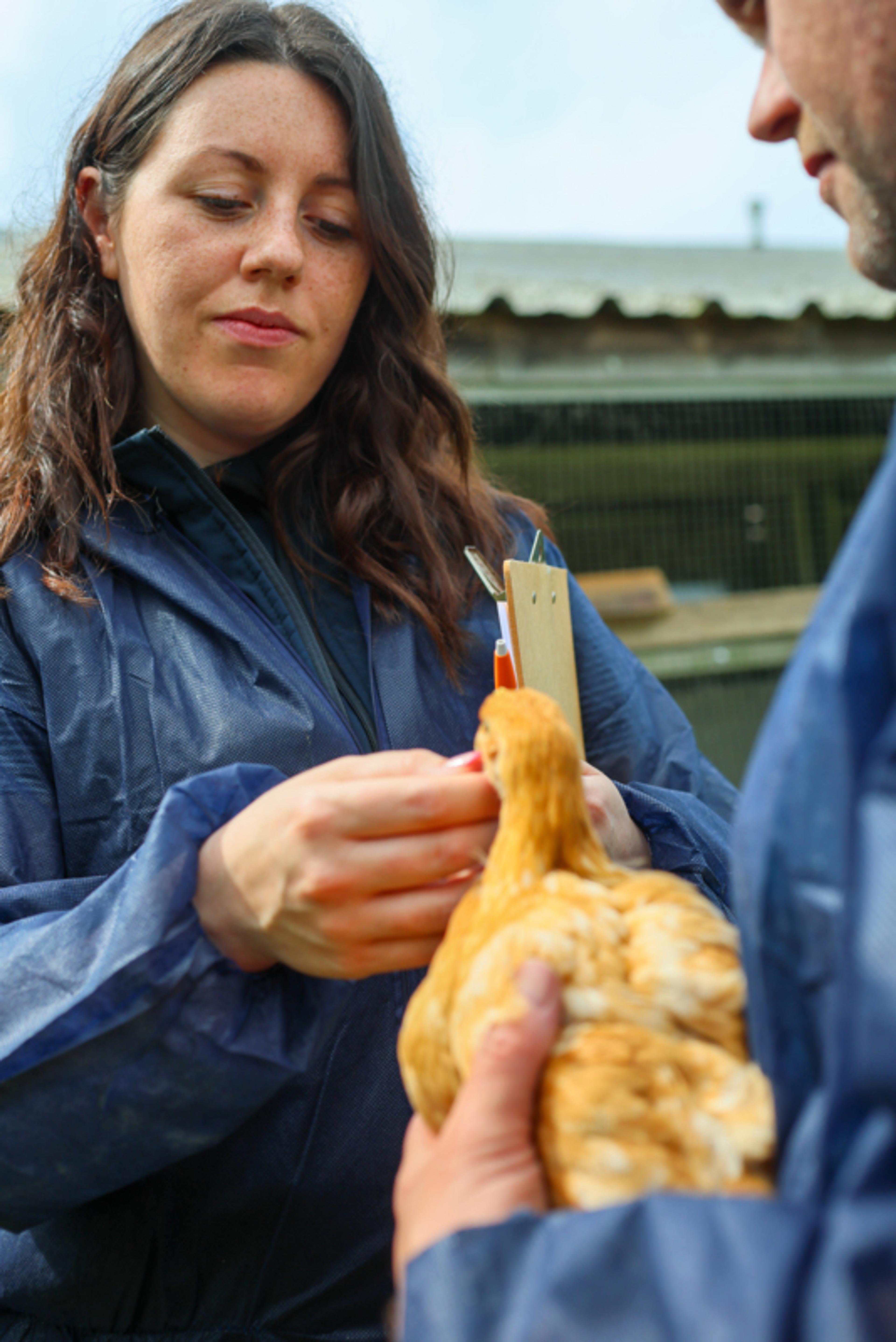 RSPCA Assured assessor with a hen and farmer