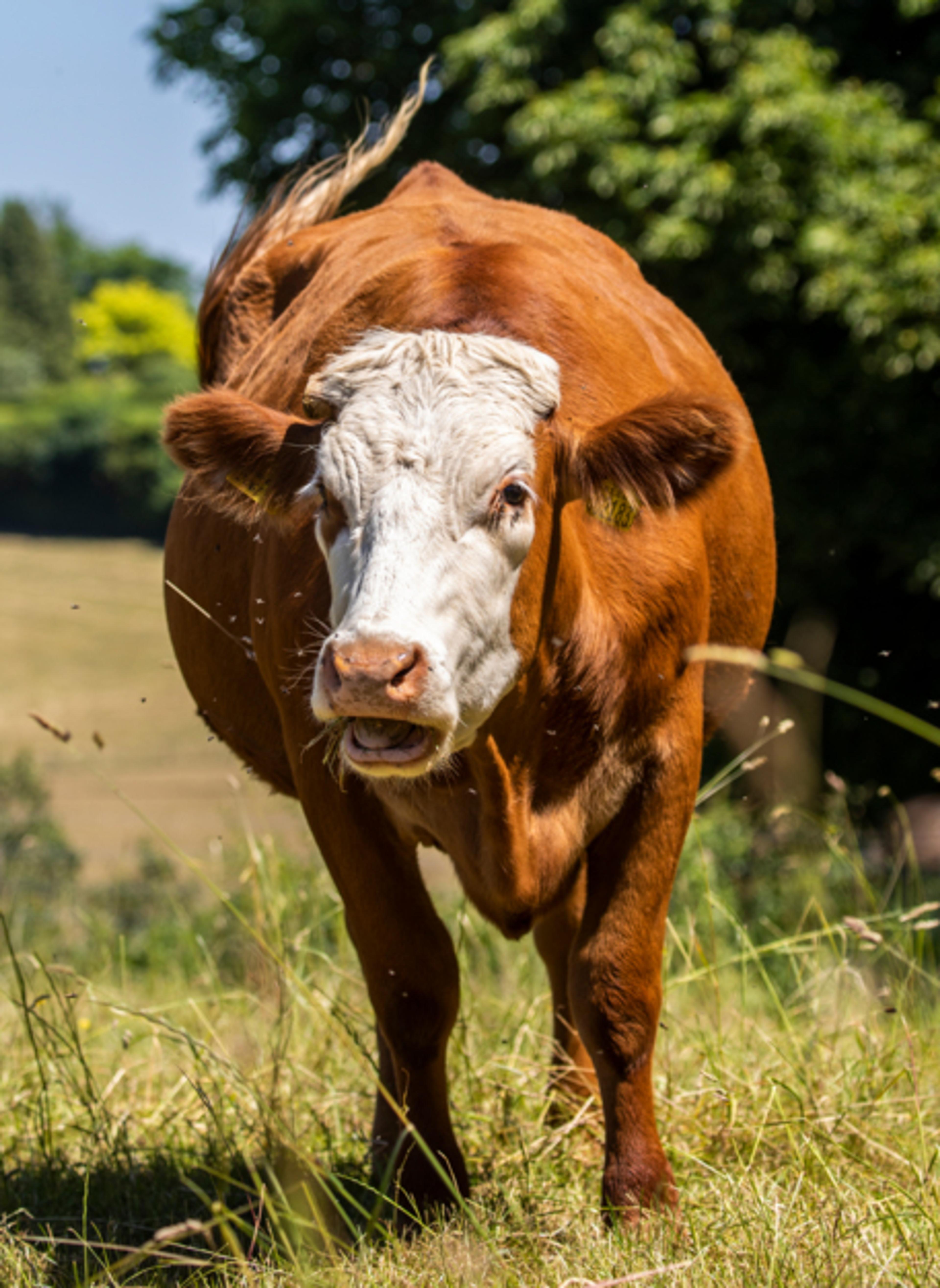 Beef cow in a field