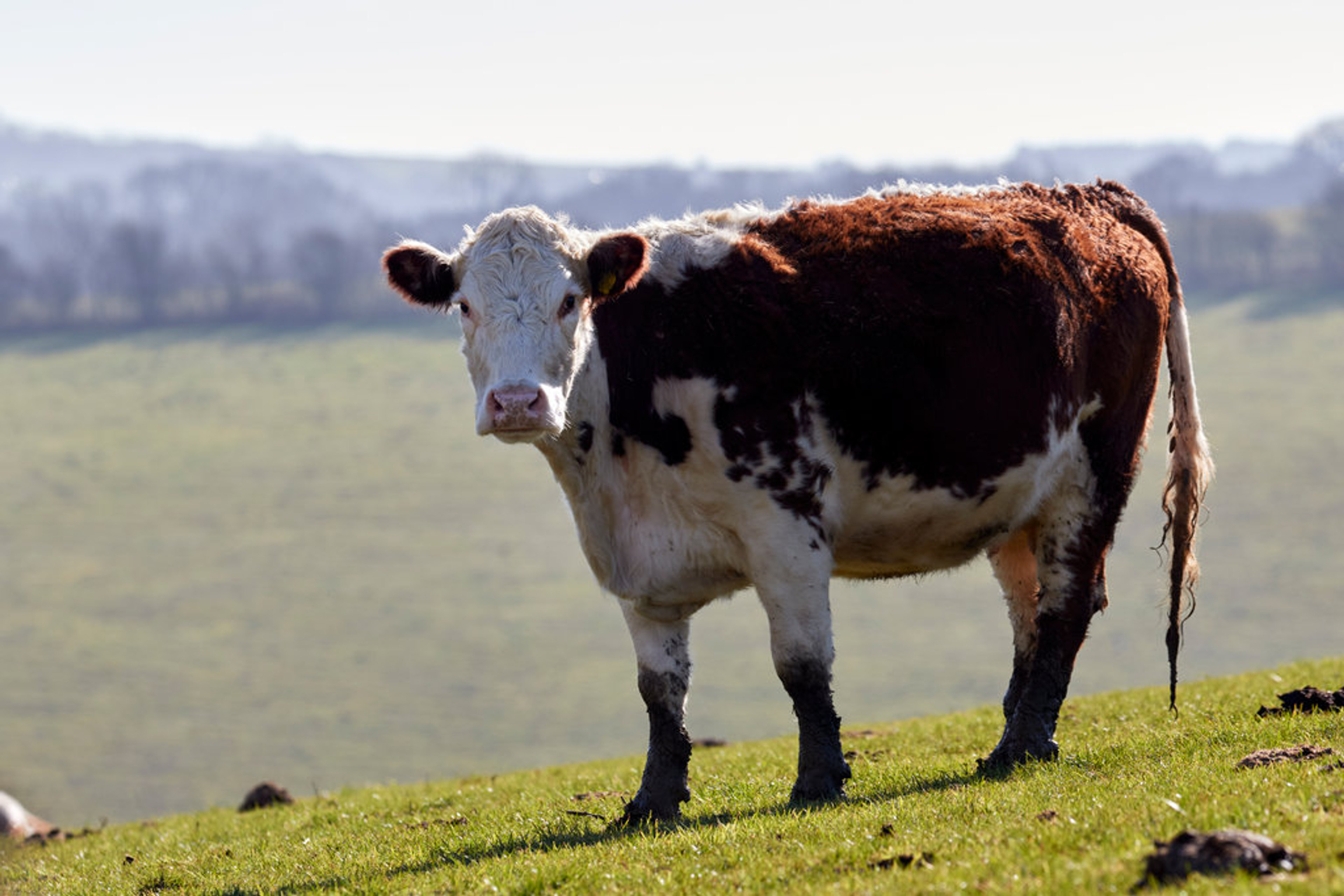 Beef cattle outside