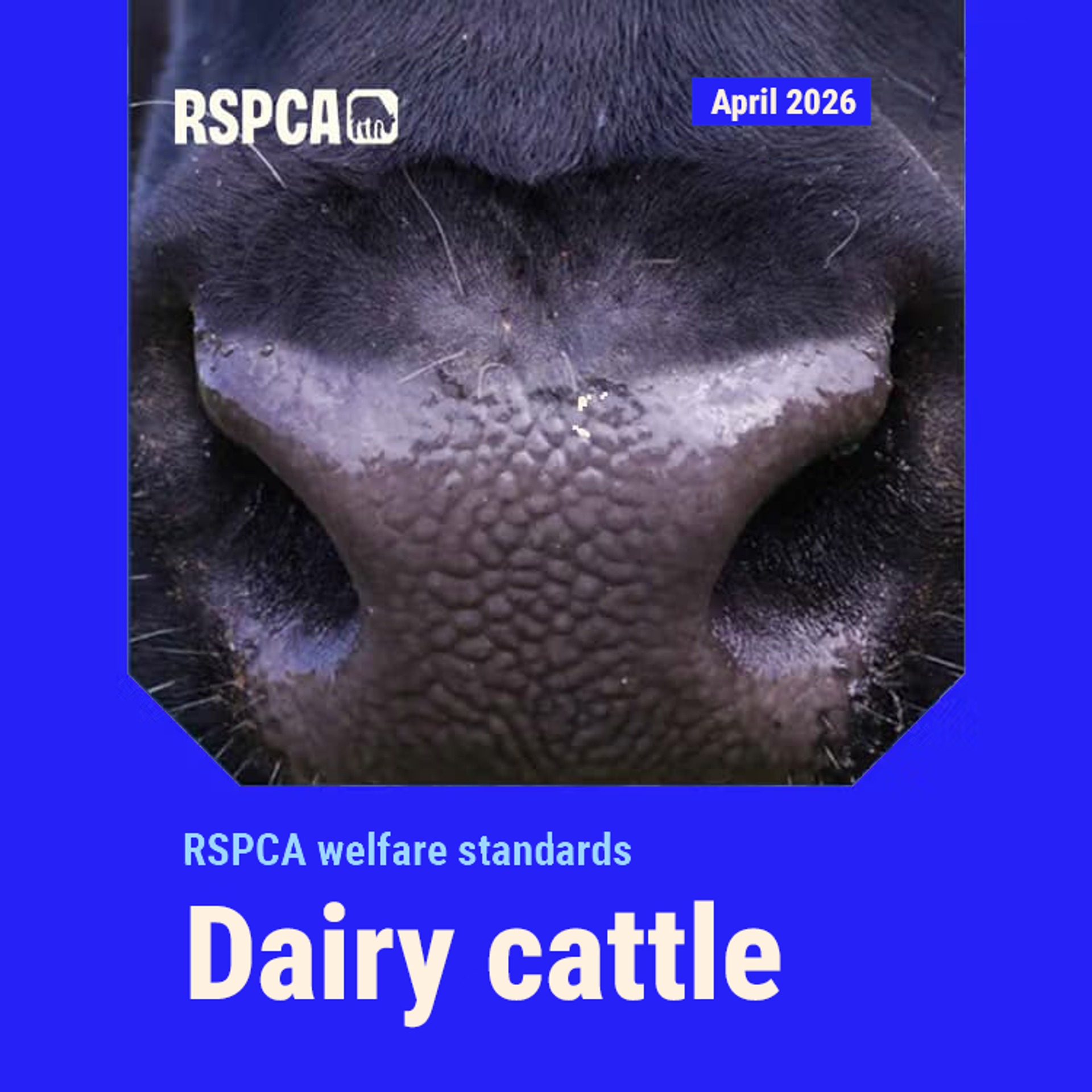Dairy cattle