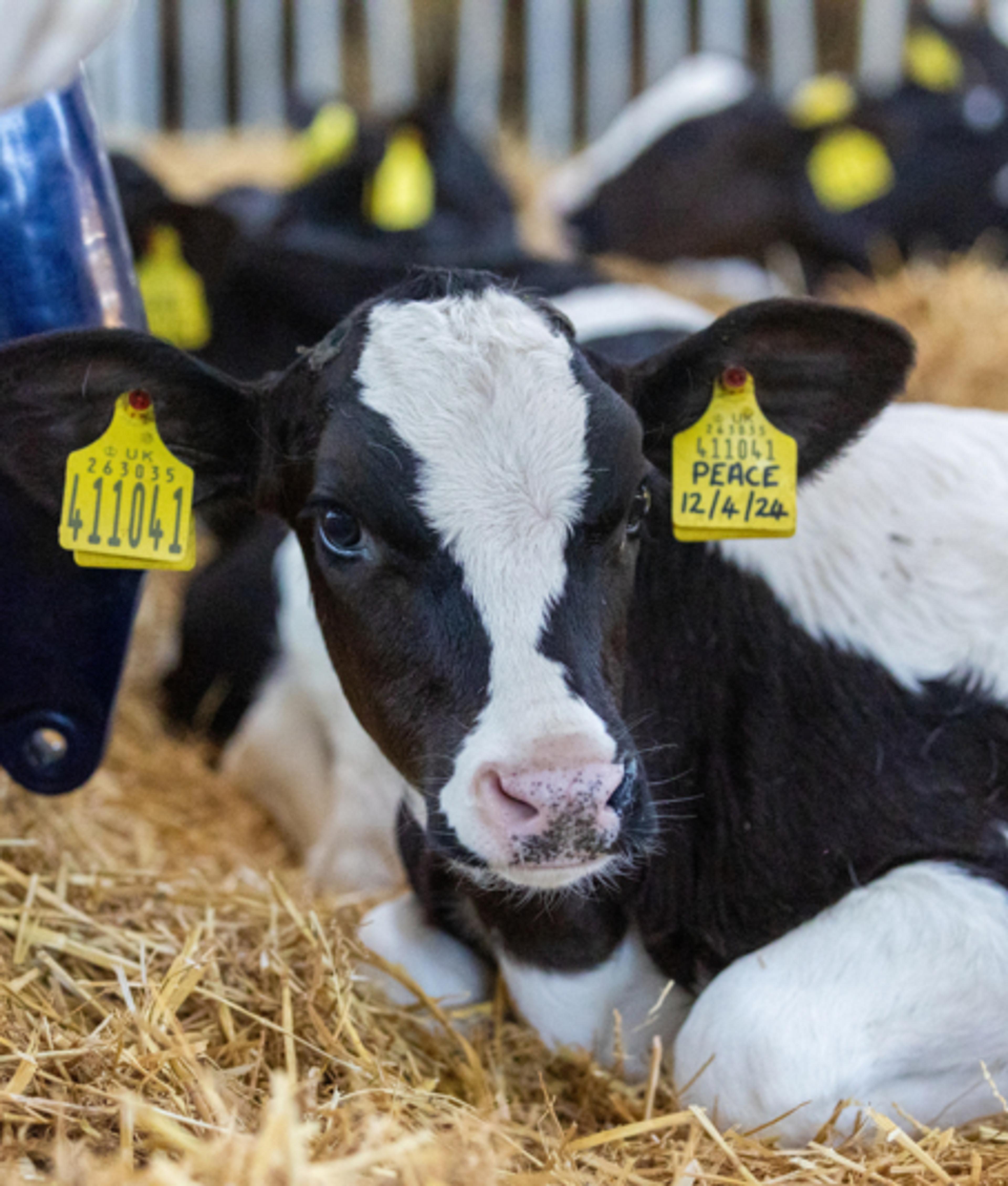 Young cow with tags