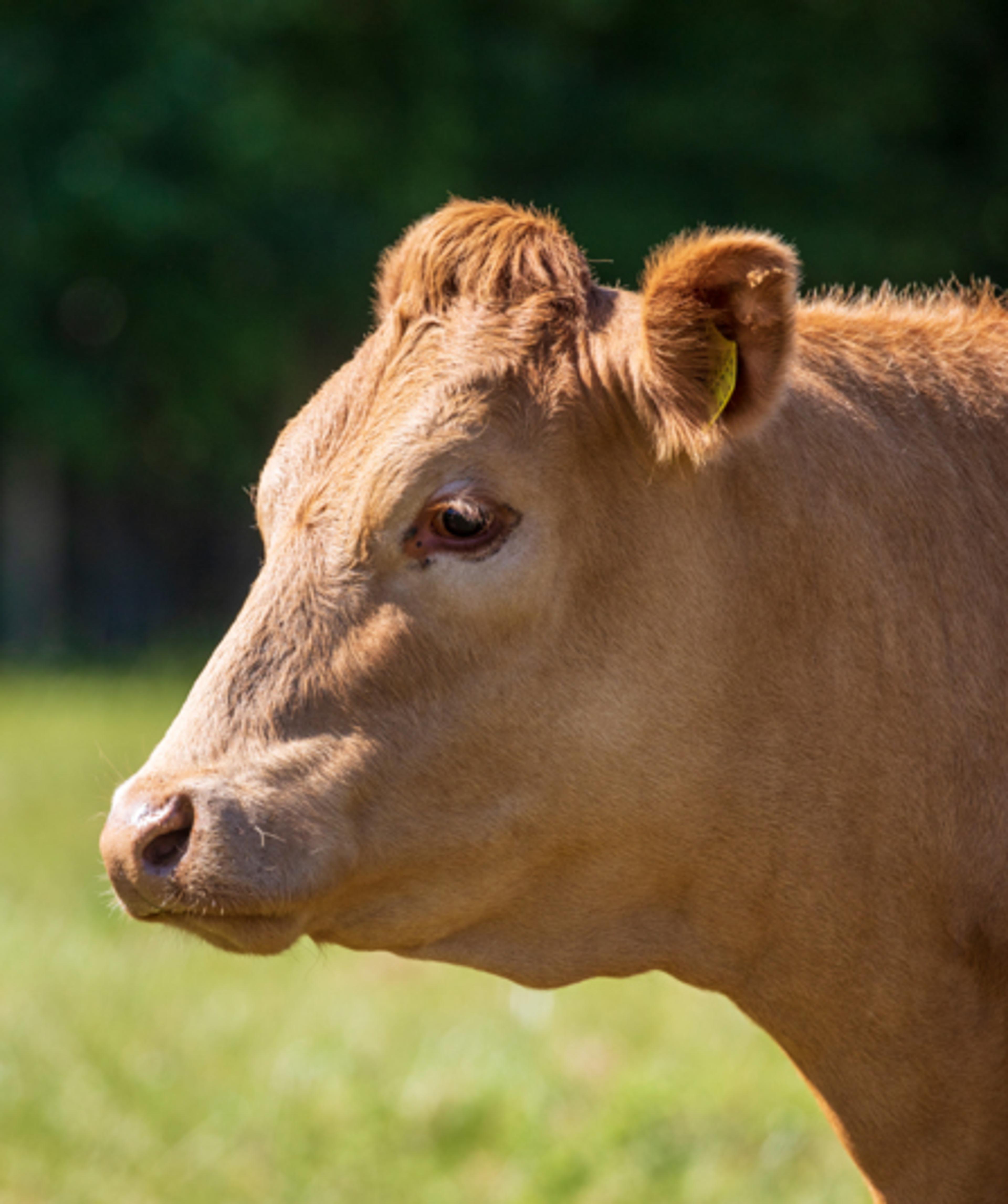 Head of a beef cattle in a field