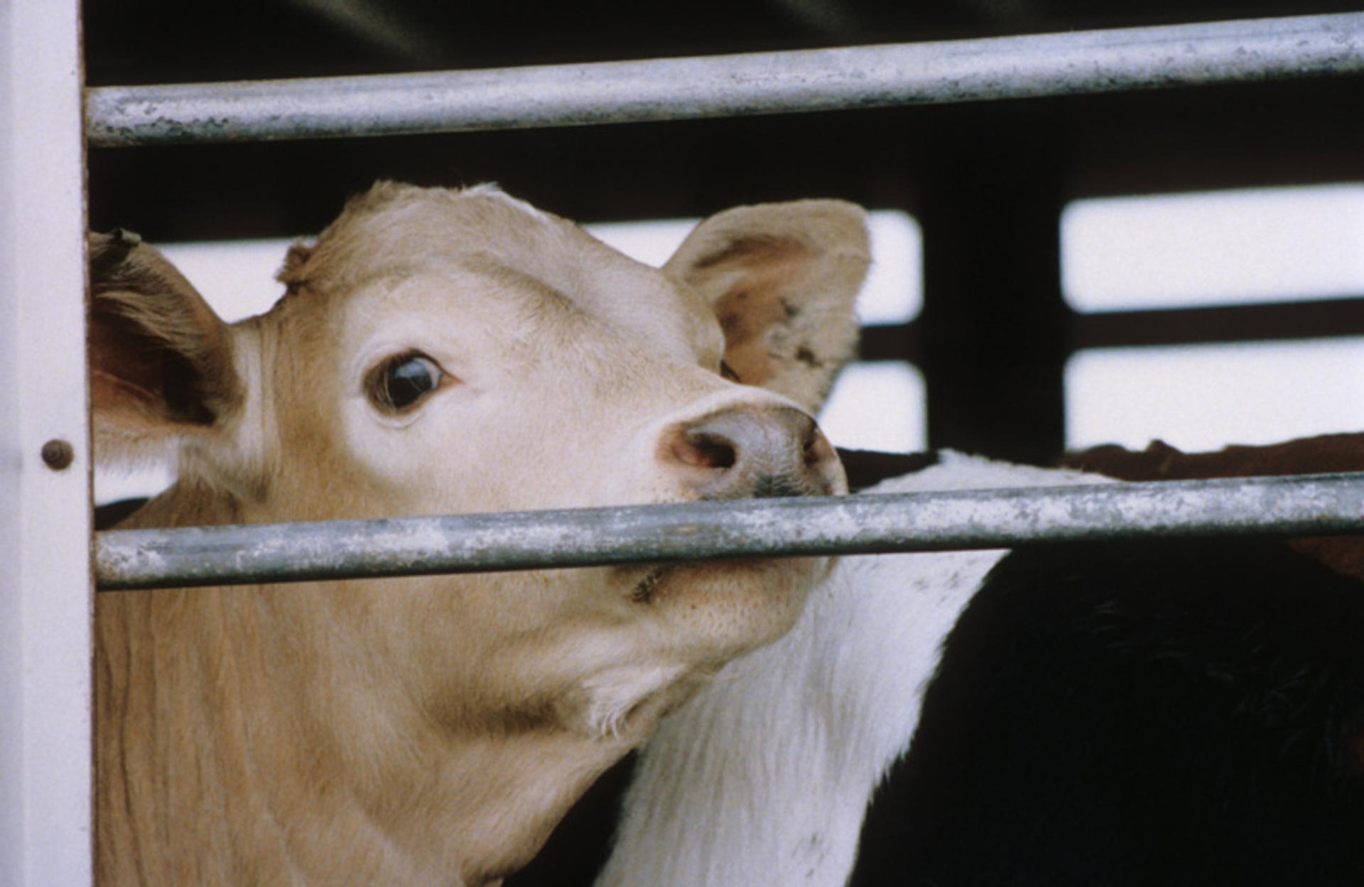 Animal transport and slaughter: why welfare standards matter