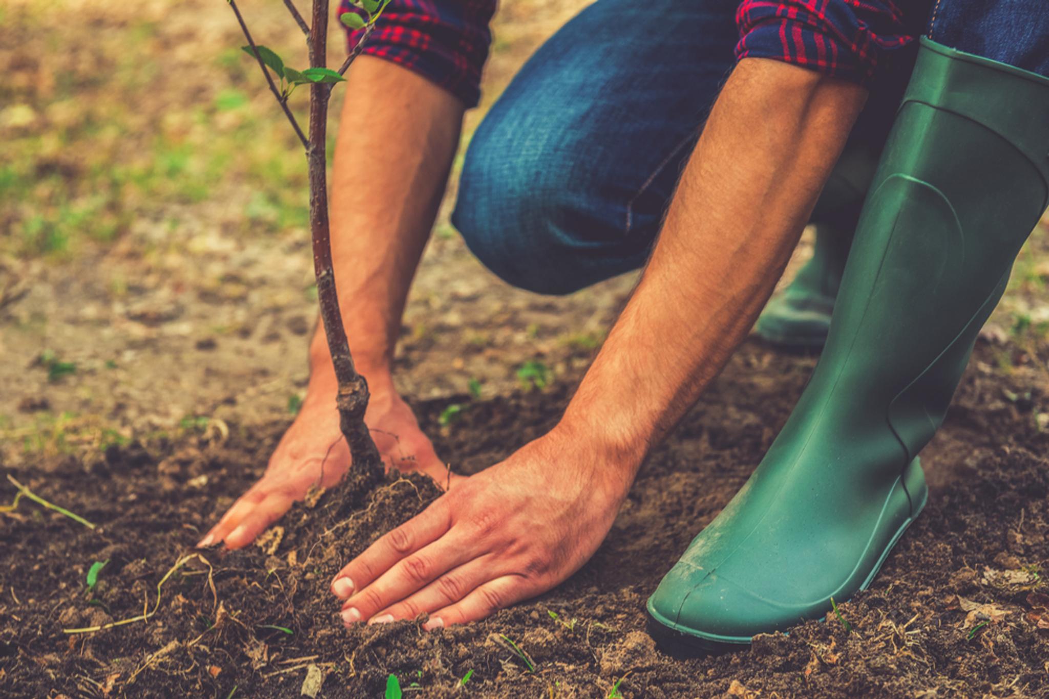 Can you claim a tree planting grant?