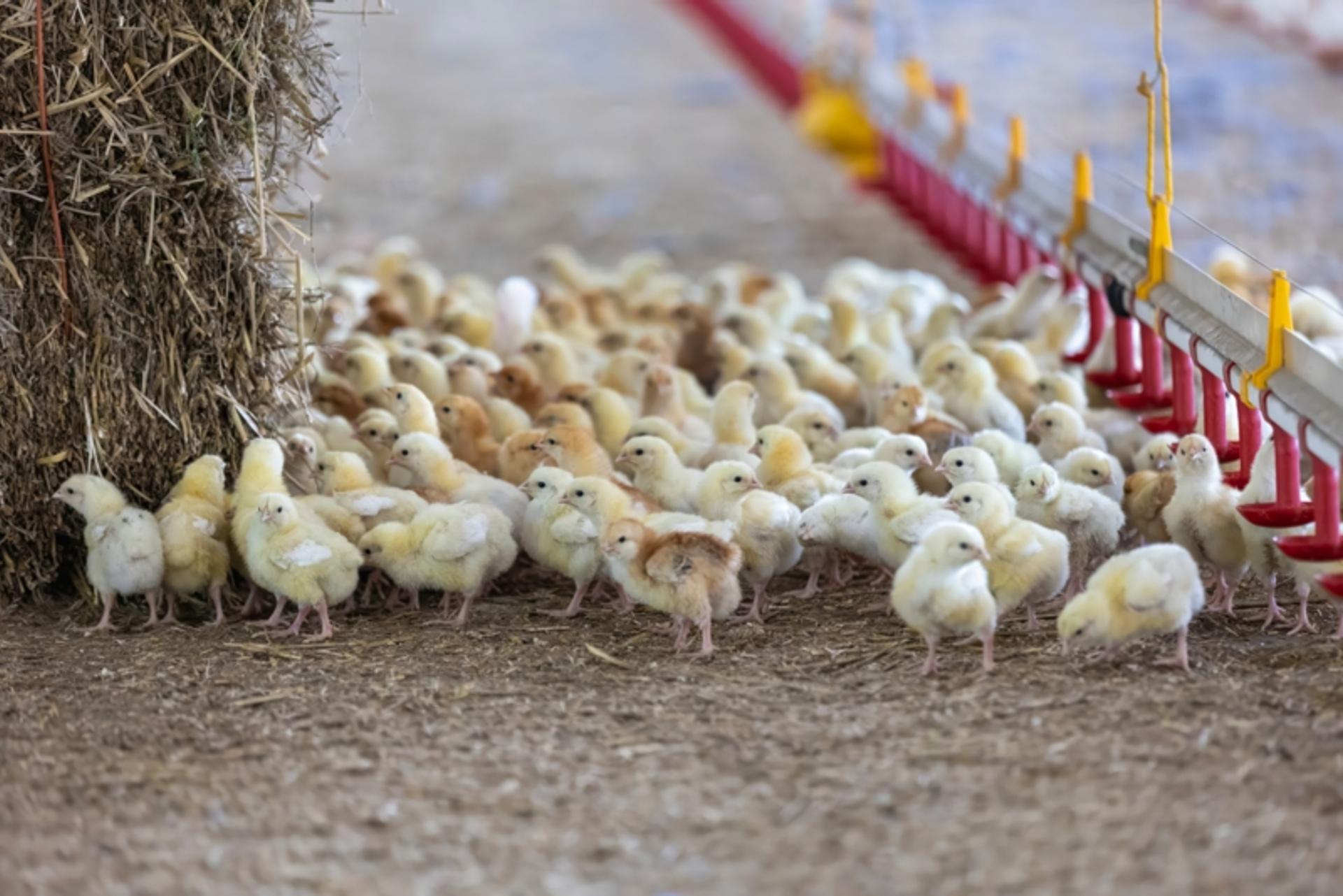 Information for hatchery members