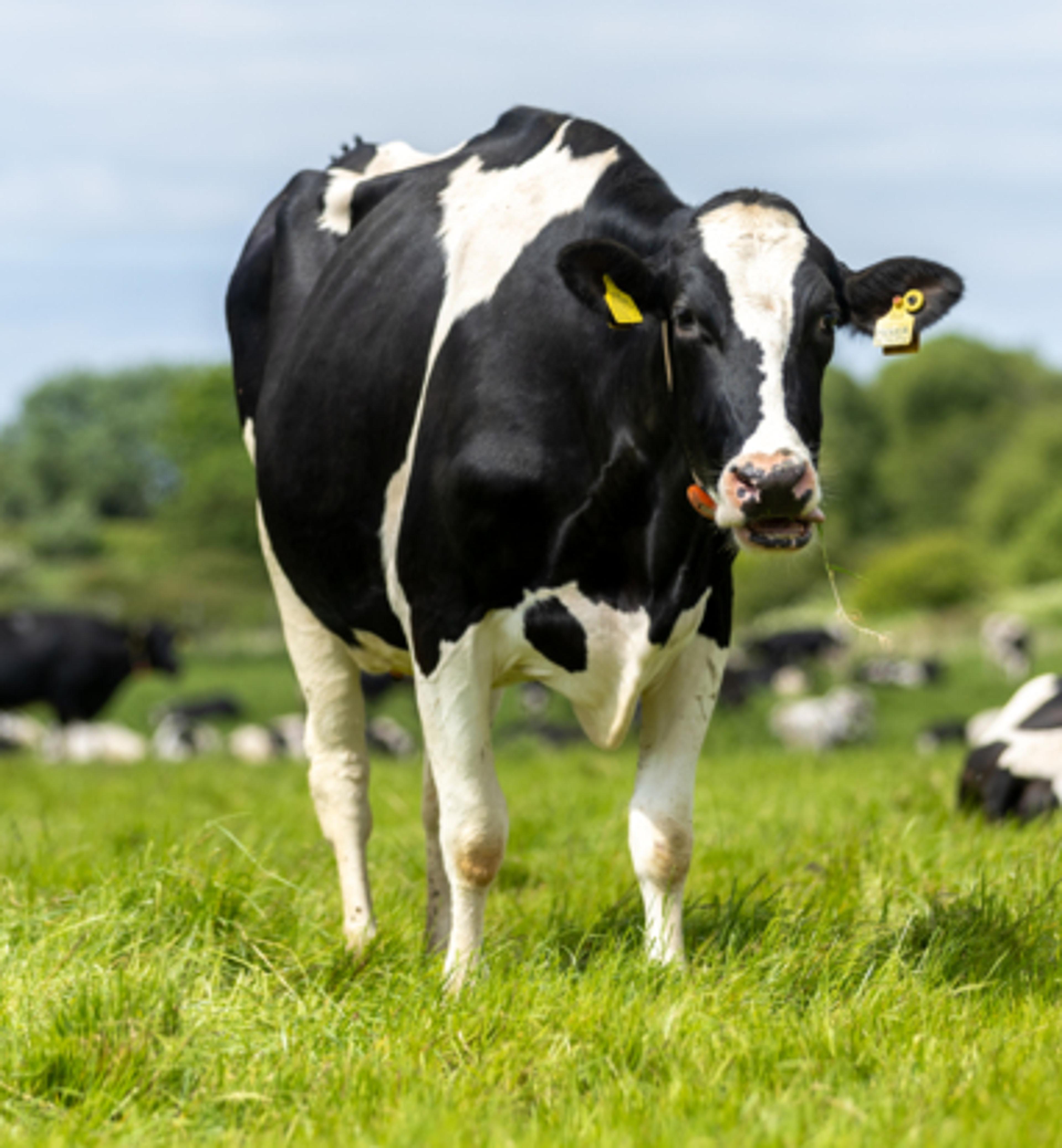 RSPCA Assured cow in a field
