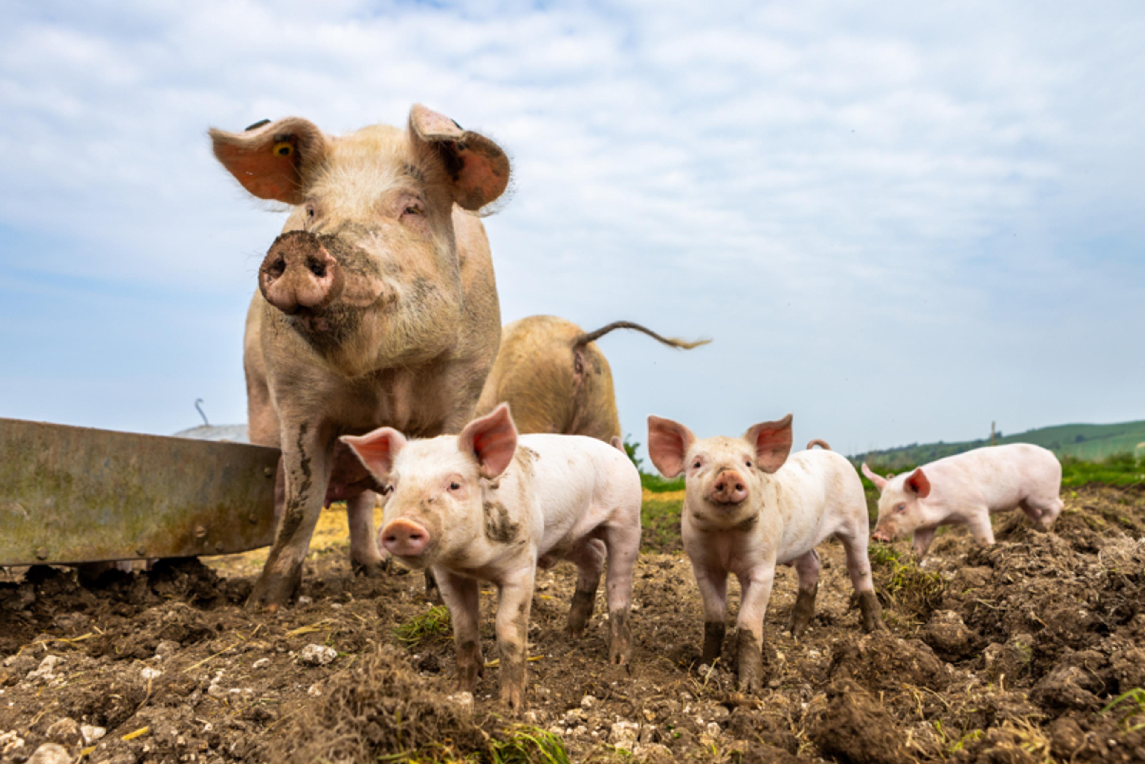 Pig and piglets outside
