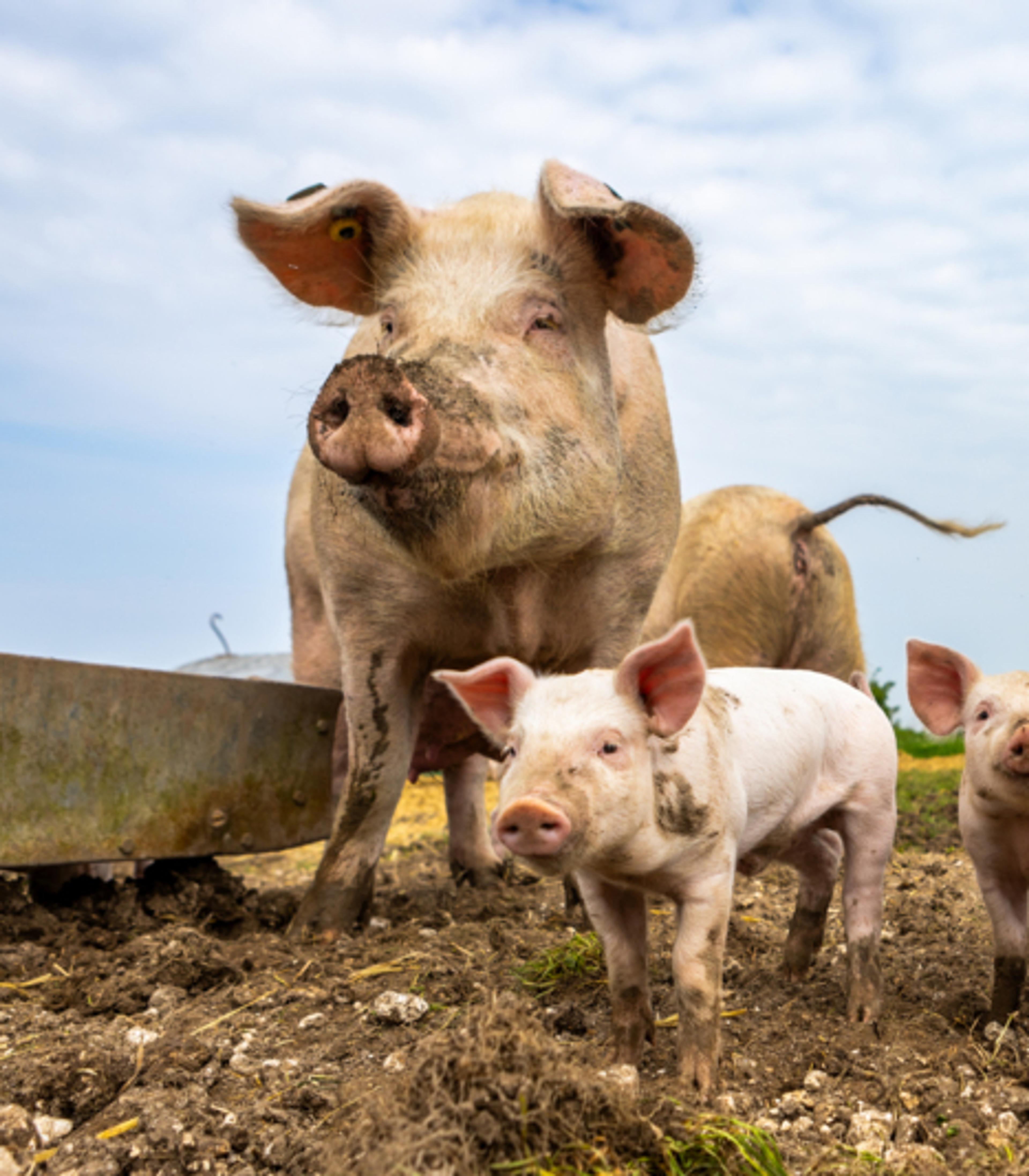 Pig and piglets outside