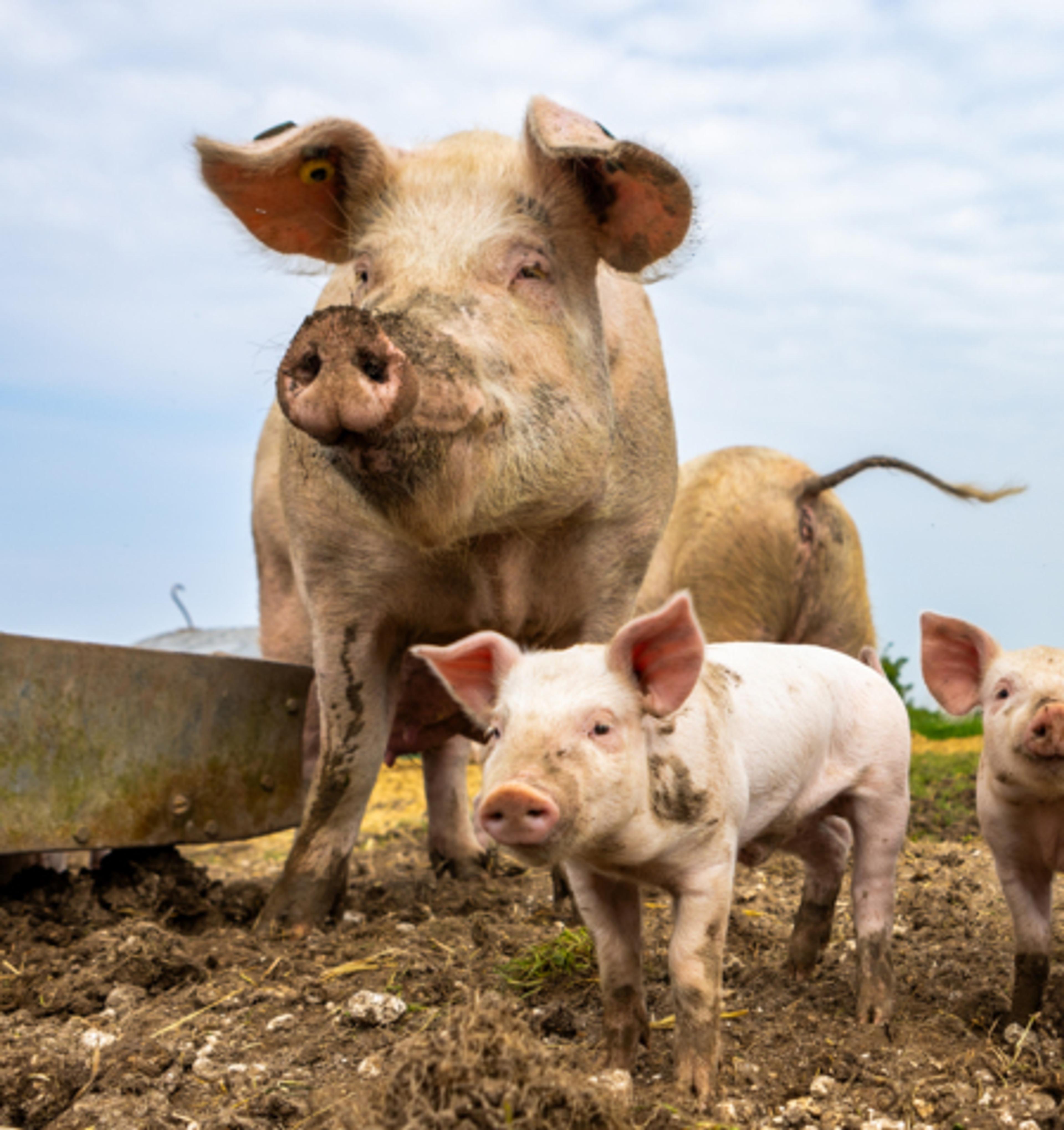 Pig and piglets outside