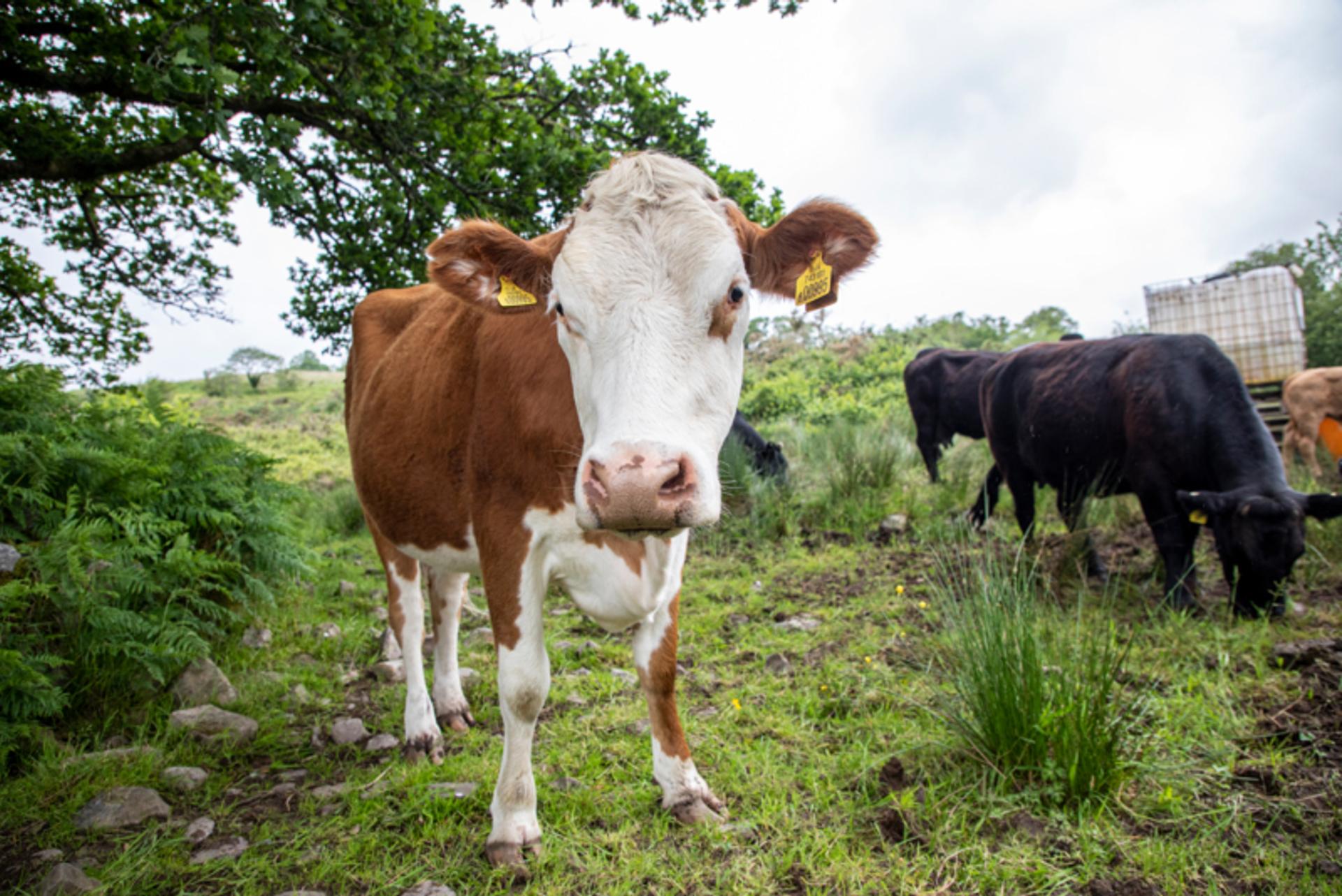 Preparing for the updated RSPCA beef cattle standards