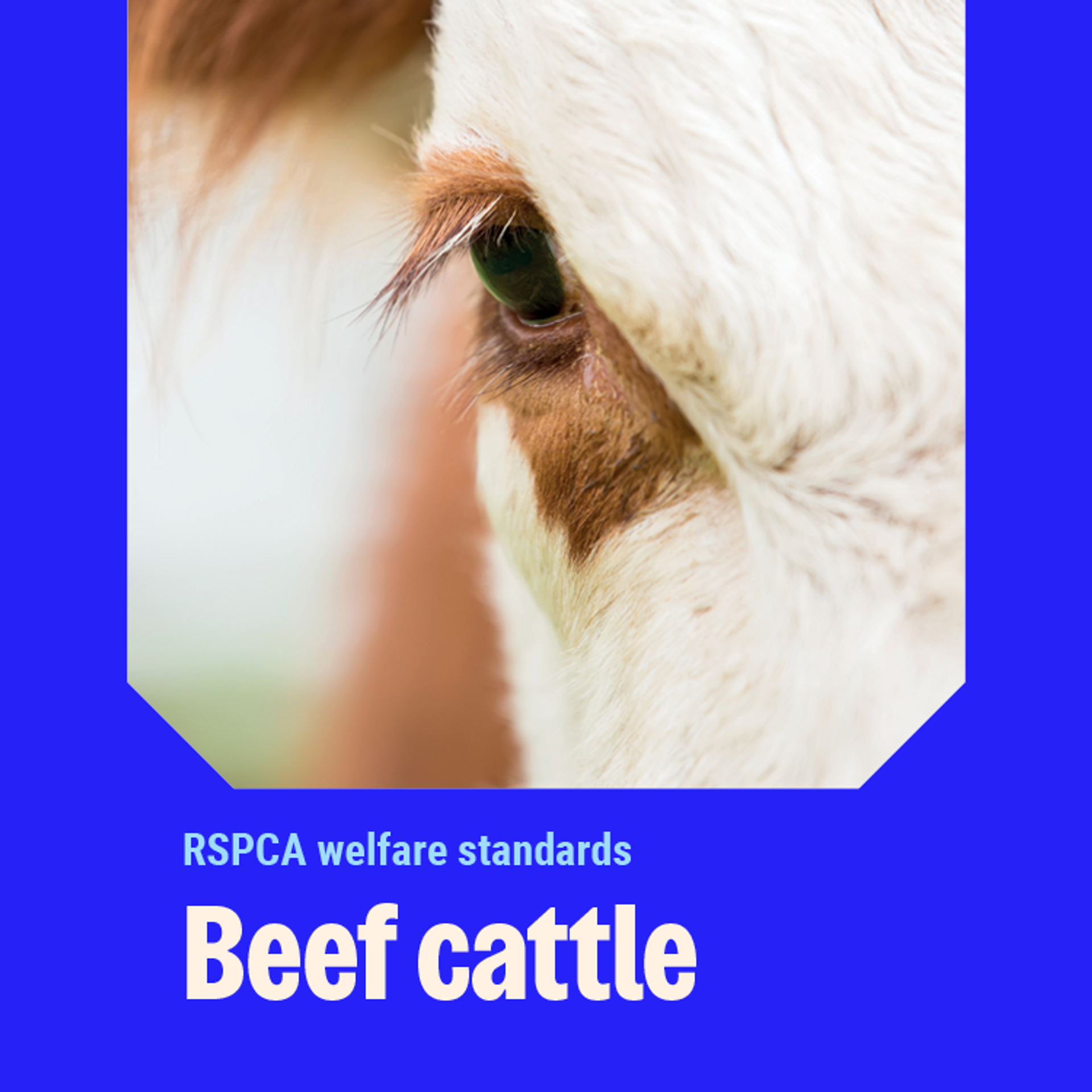 Beef cattle